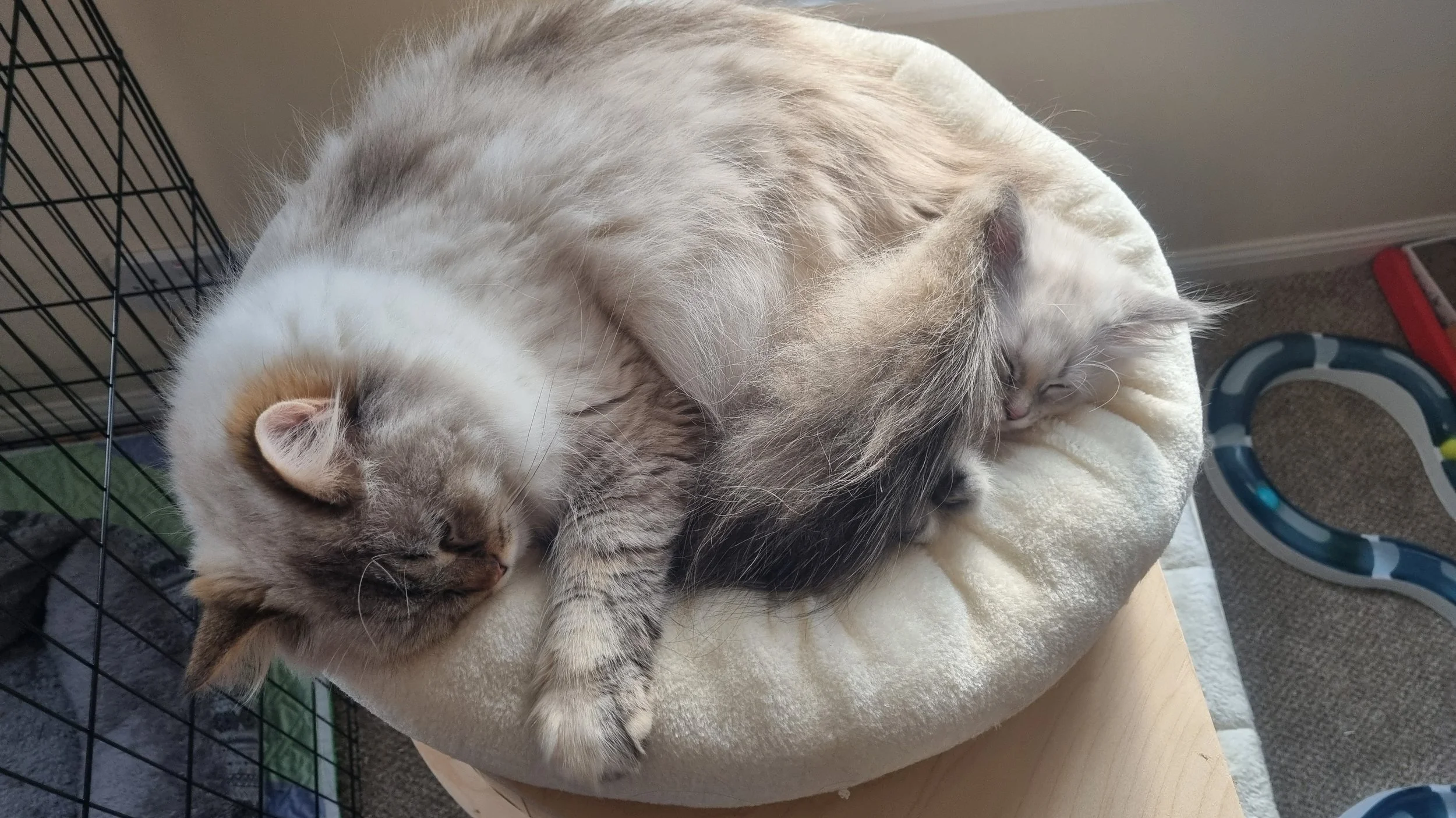 Two cats sleeping on a round, plush bed. One cat is a light cream and gray color, and the other is dark gray and black. They are cuddled together peacefully.