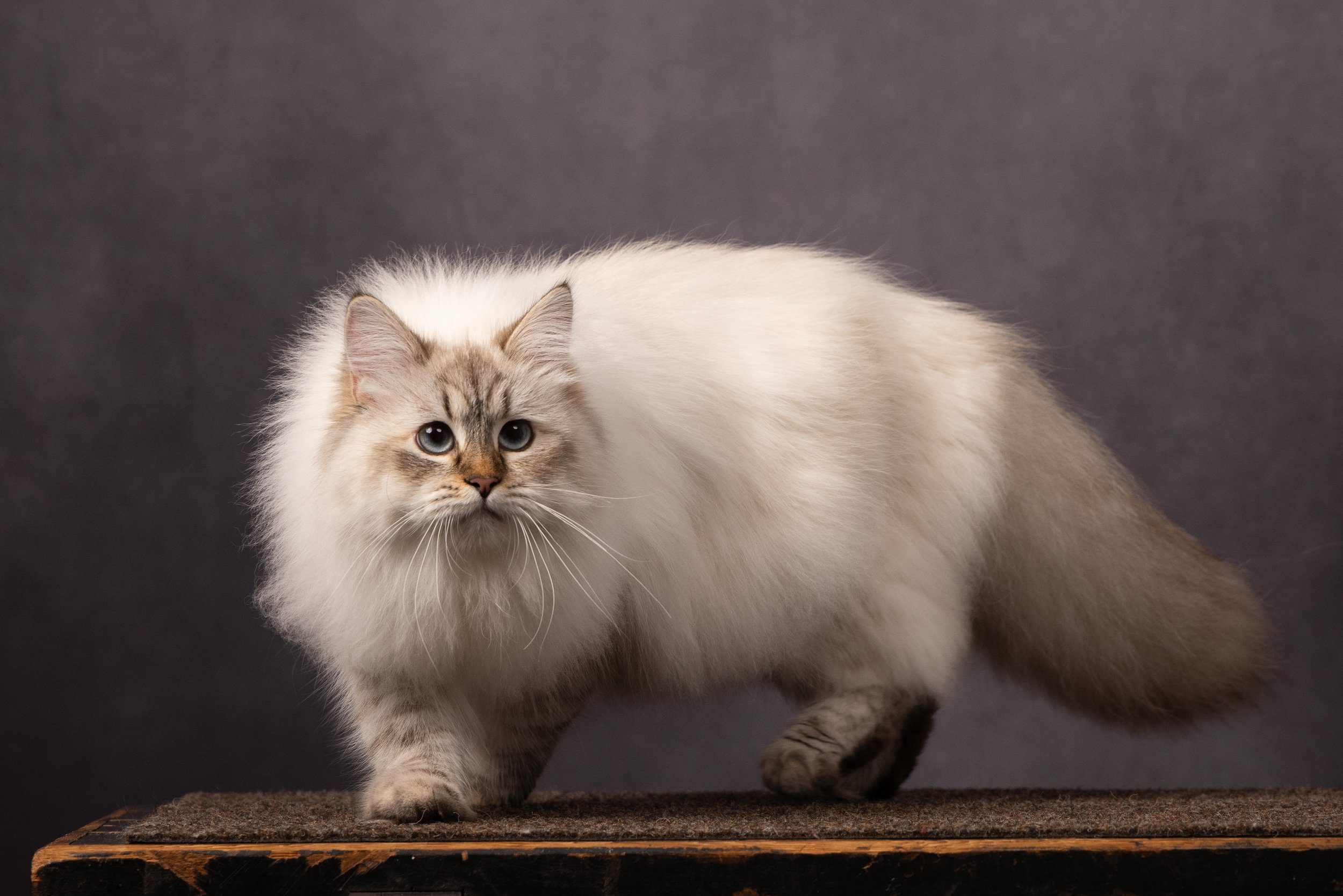 A fluffy white and gray Siberian Neva Masquerade cat with piercing blue eyes stands on a wooden surface against a dark background.