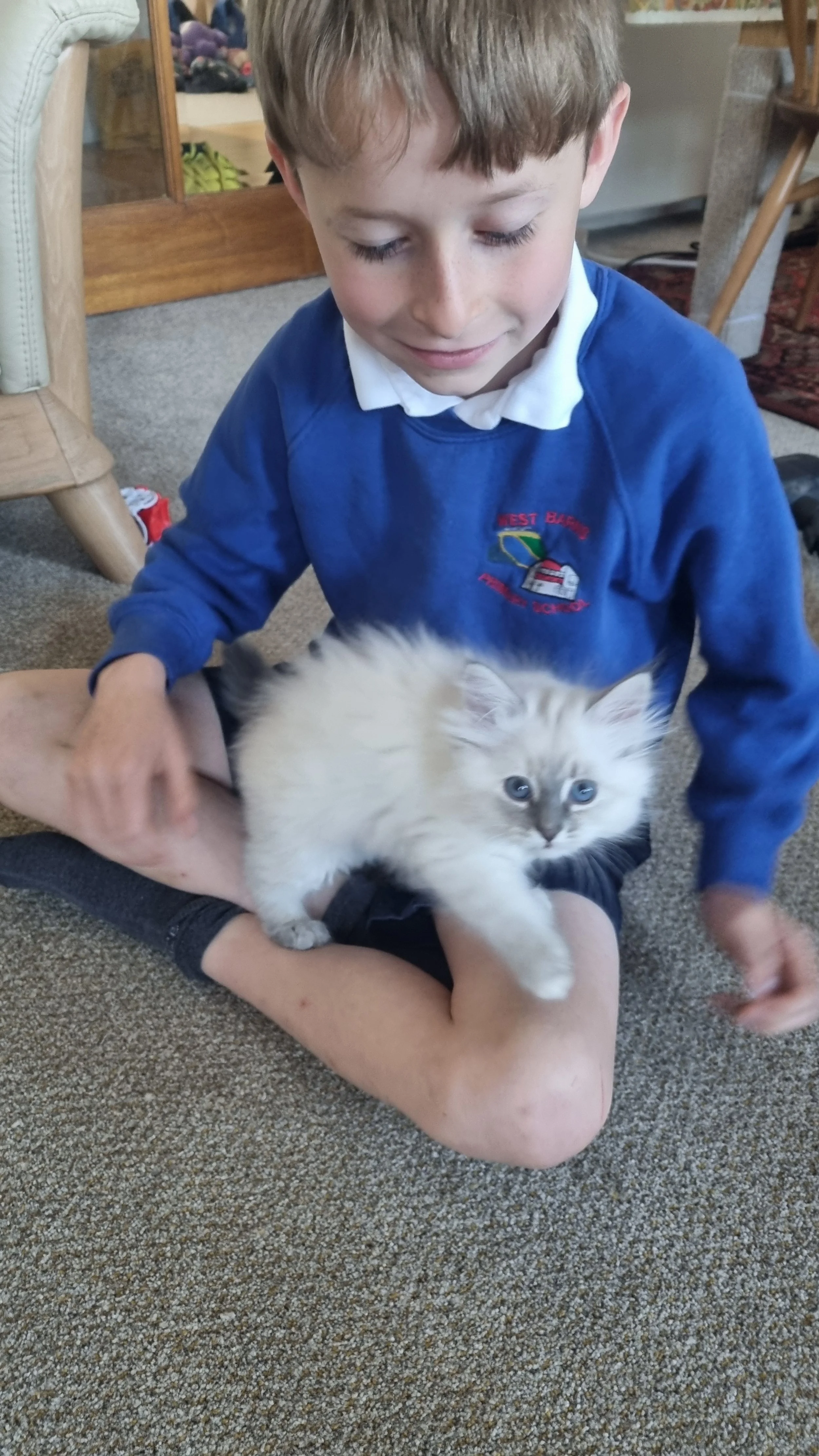 A boy sitting on a carpeted floor holding a fluffy white Siberian Neva Masquerade kitten with blue eyes.