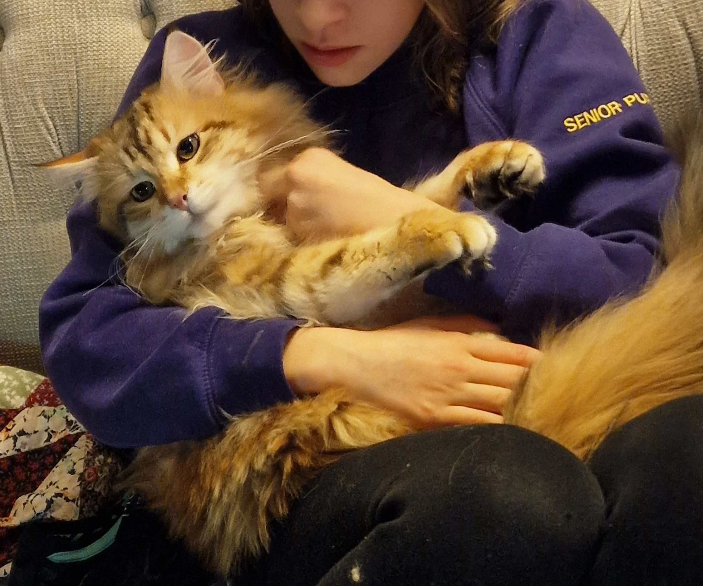 A girl holding a large, fluffy orange tabby cat on her lap, sitting on a couch.