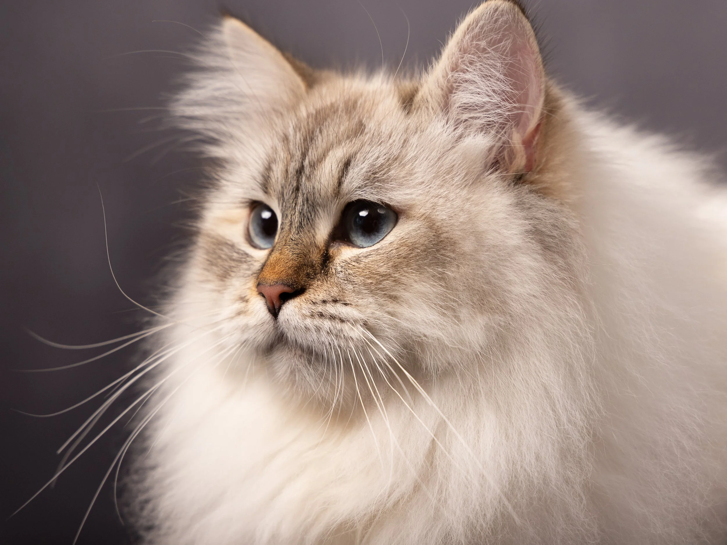 Close-up of a long-haired Siberian Neva Masquerade cat with blue eyes, beige and white fur, looking to the side.