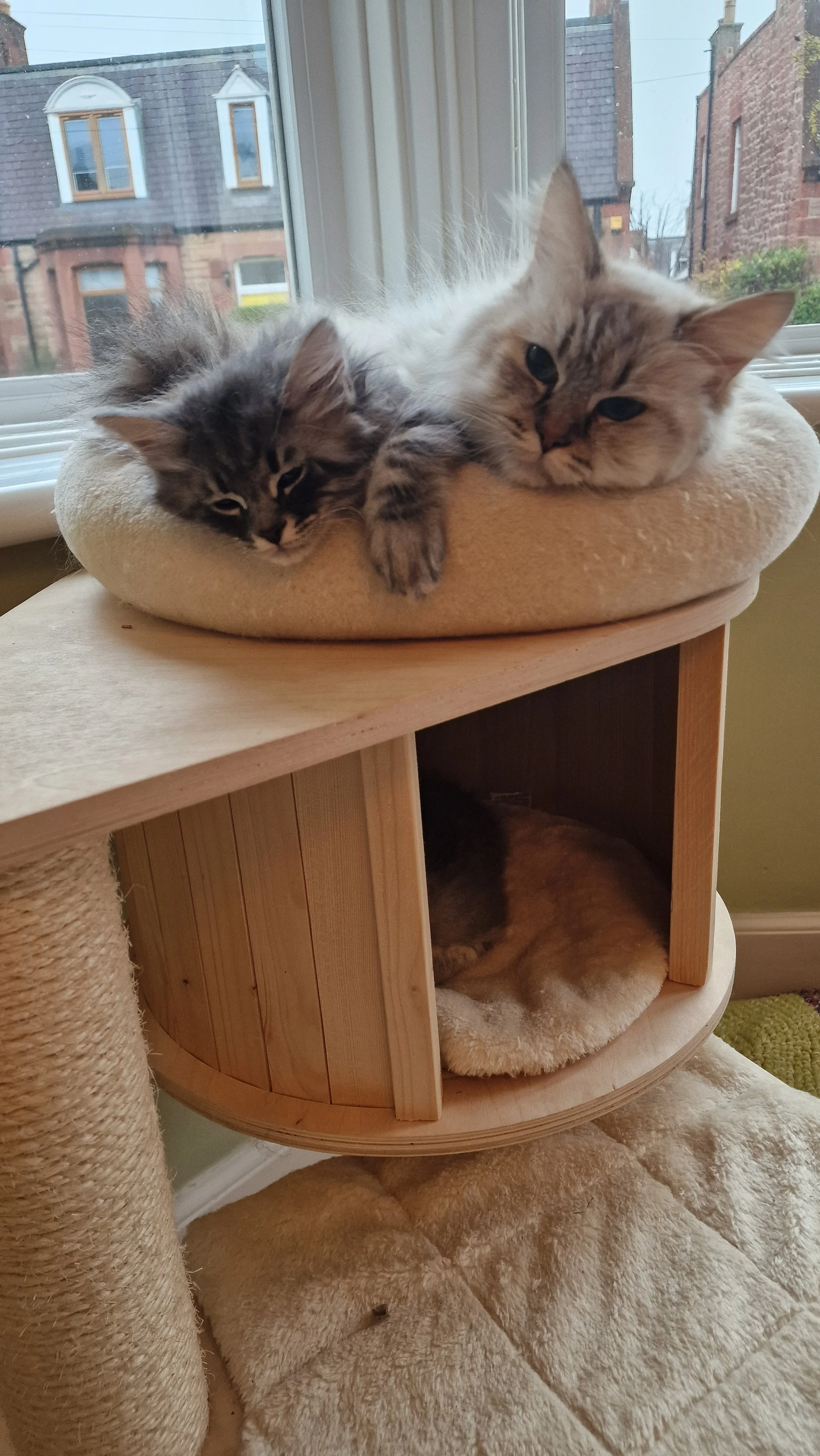 Two cats lounging on a cozy, raised platform near a window, with some other cats resting inside a wooden enclosed space beneath.
