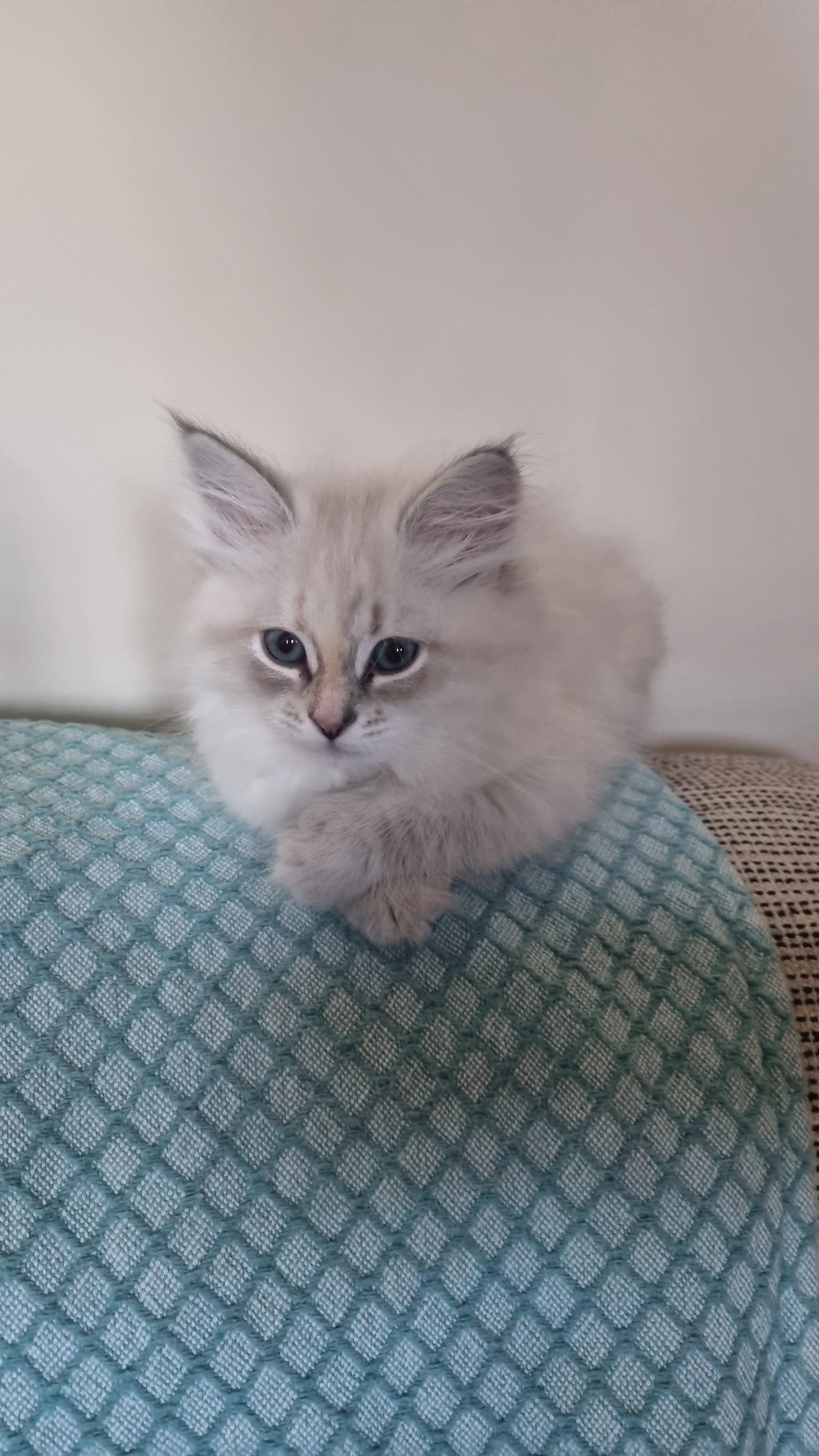 A fluffy gray kitten with blue eyes lying on a teal textured cushion.