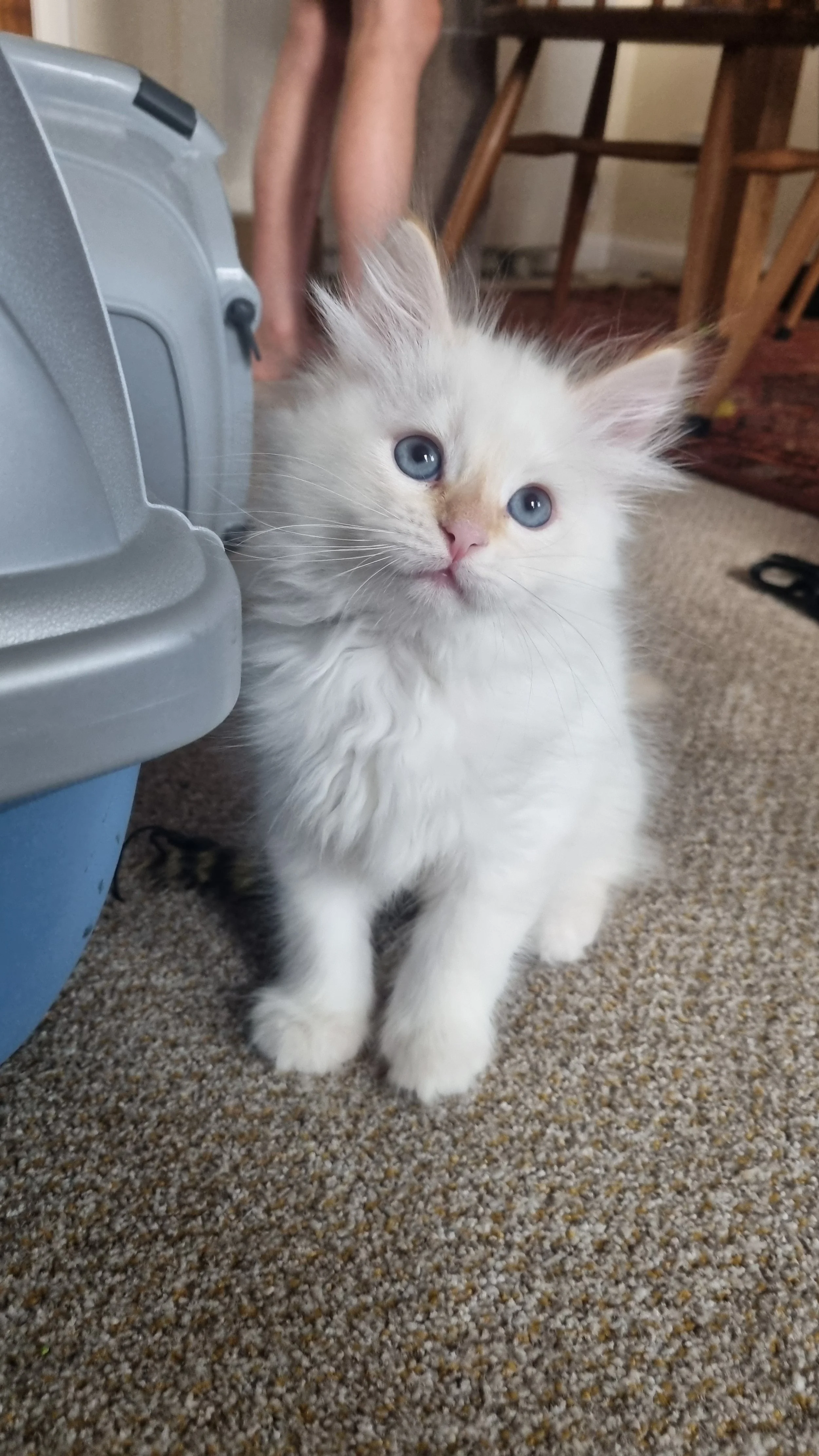 A fluffy white Siberian Neva Masquerade kitten with blue eyes sitting on a beige carpet next to a gray pet carrier.