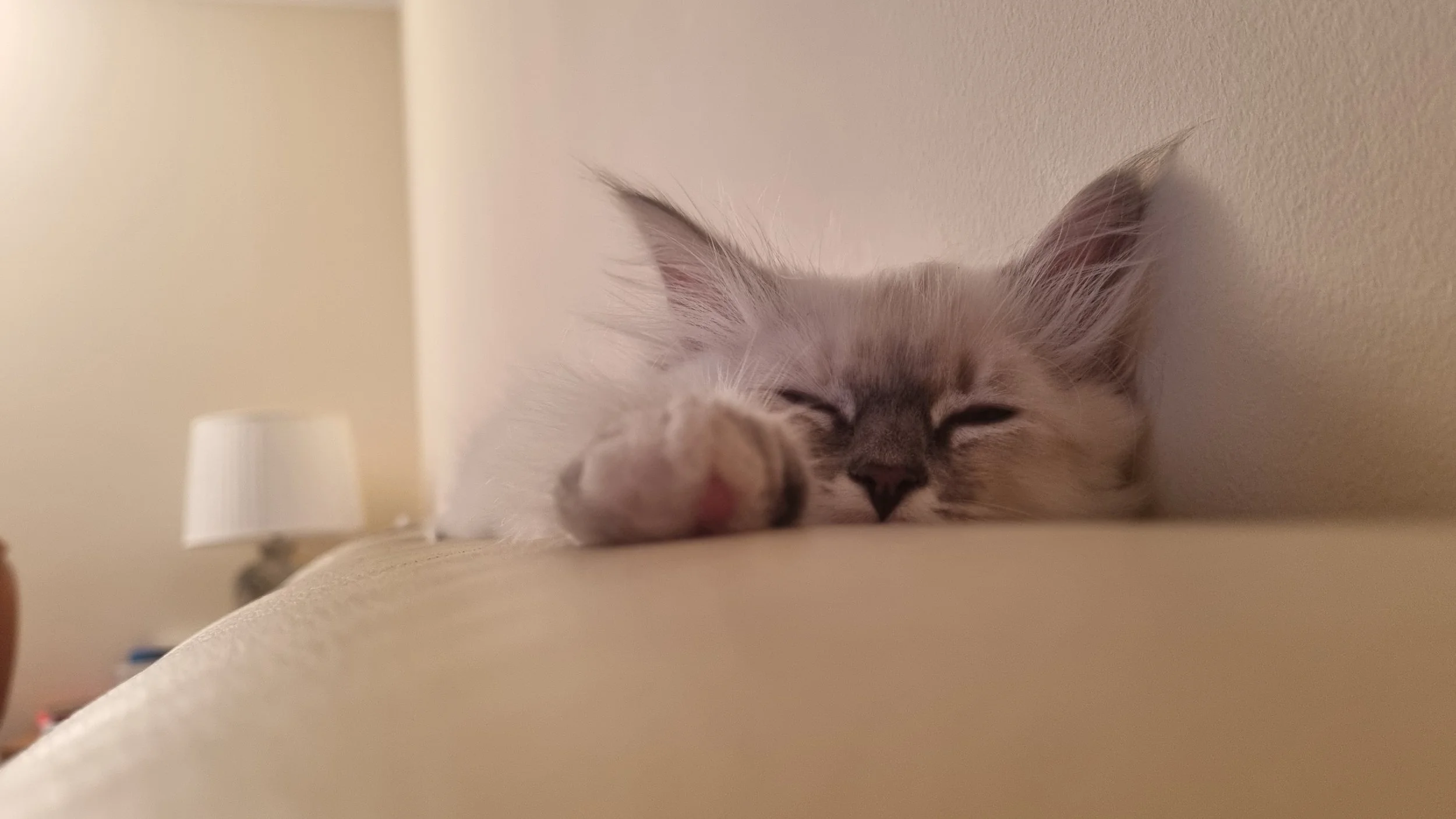 A Siberian Neva Masquerade kitten sleeping on a beige couch with their eyes closed and paw extended forward.