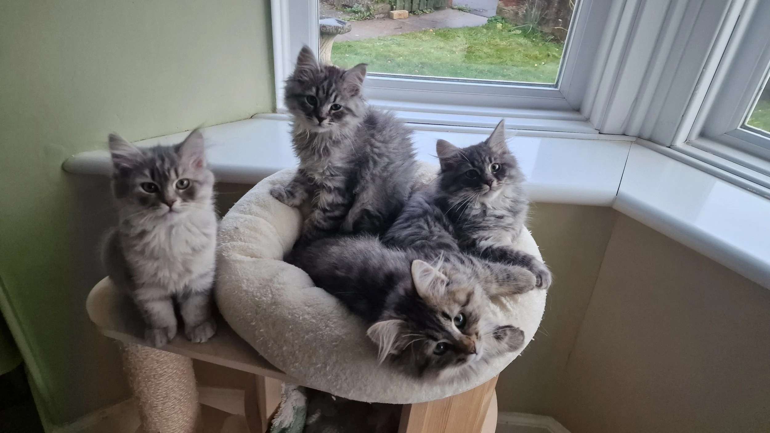 Five gray tabby Siberian Neva Masquerade kittens sitting on a beige cat tree by a window in a room with light green walls.