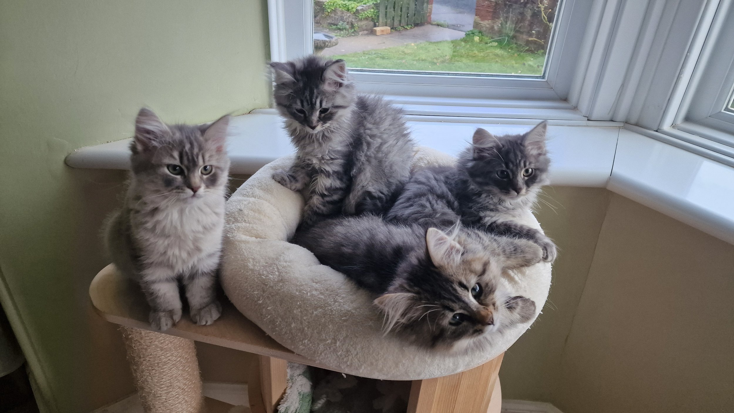 Five gray tabby kittens in a beige cat bed near a window, with one kitten standing outside the bed on a wooden platform.