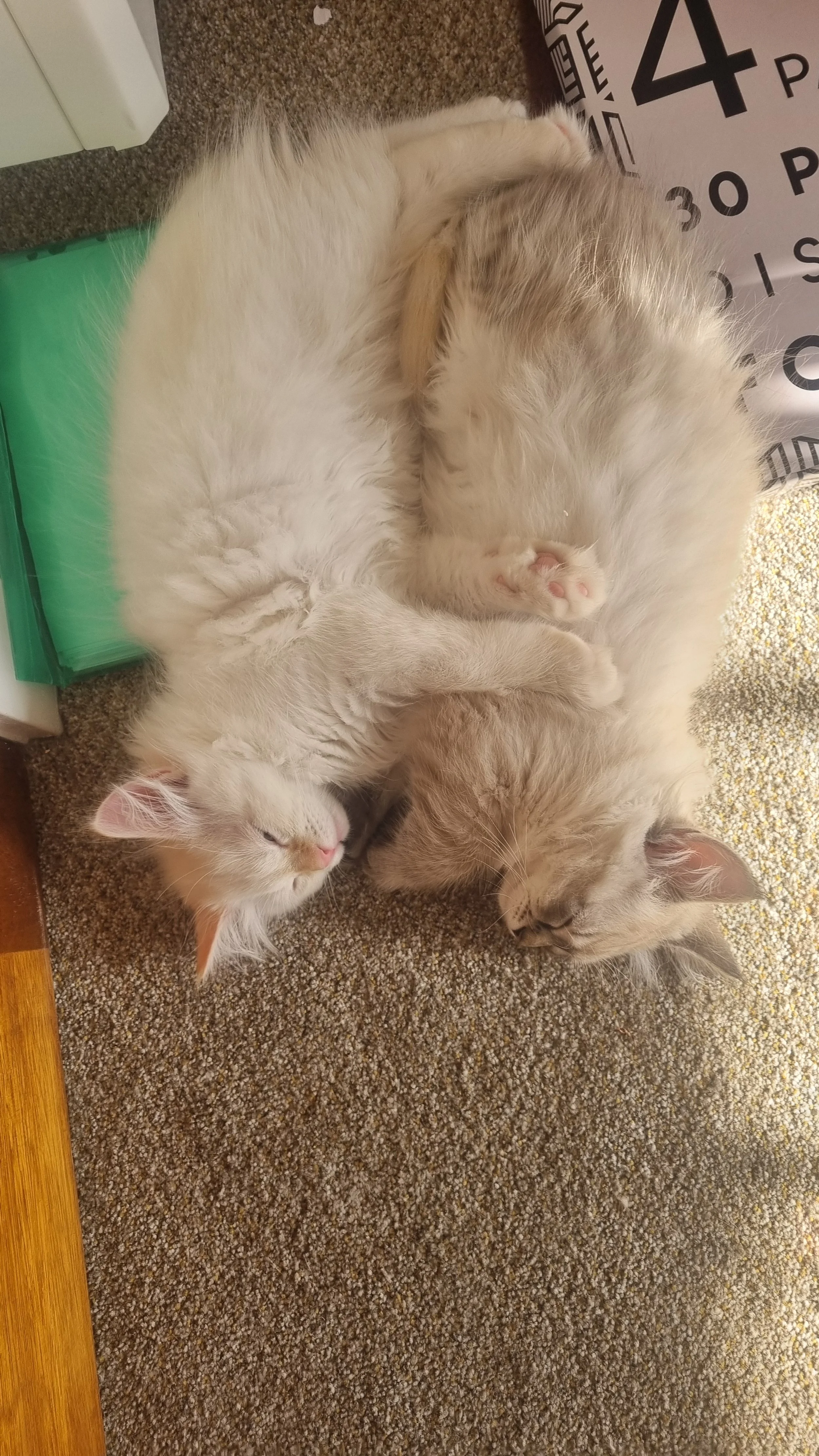 Two cats, one mostly white with light markings and the other light brown, are cuddling and sleeping together on a carpeted floor.