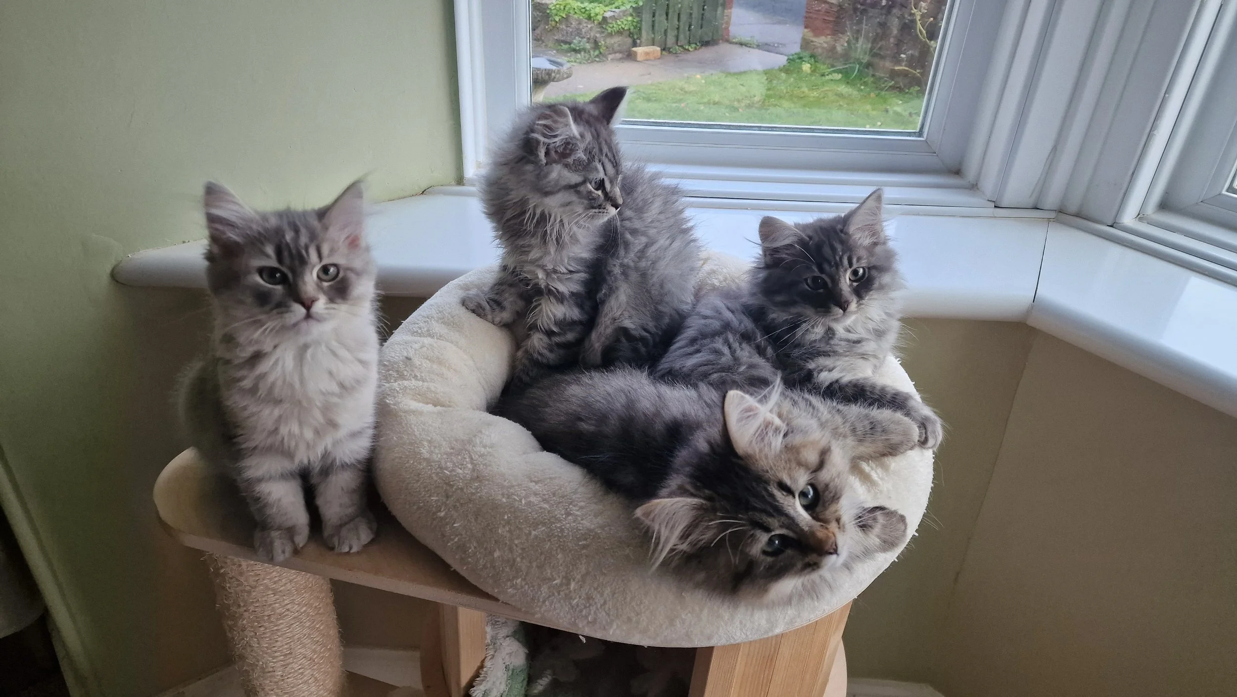 Five grey tabby cats, one standing on a perch and four lying on a padded cat bed, next to a large window showing a garden outside.