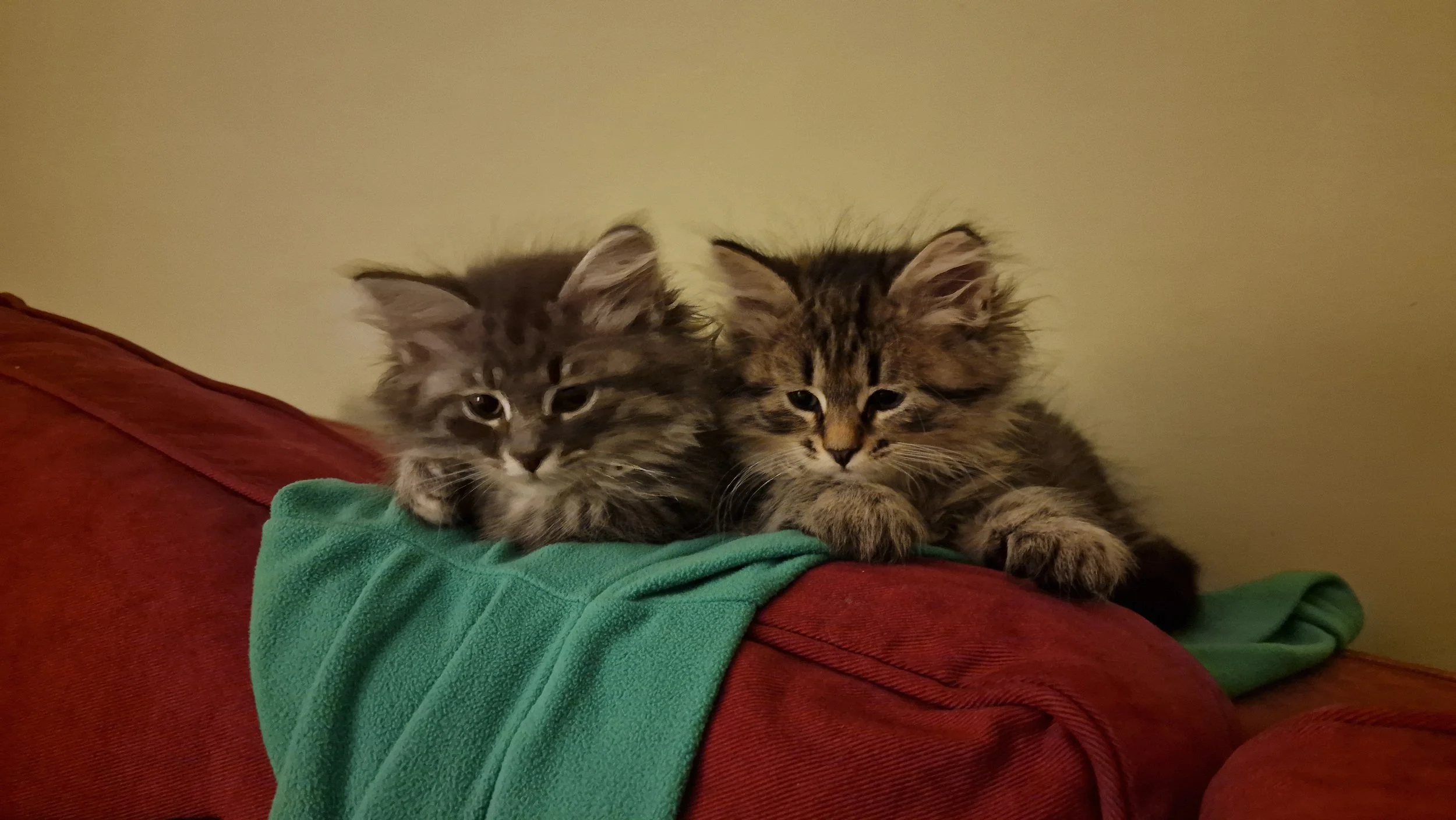 Two fluffy tabby kittens laying next to each other on a green blanket draped over a red couch, with a beige wall in the background.