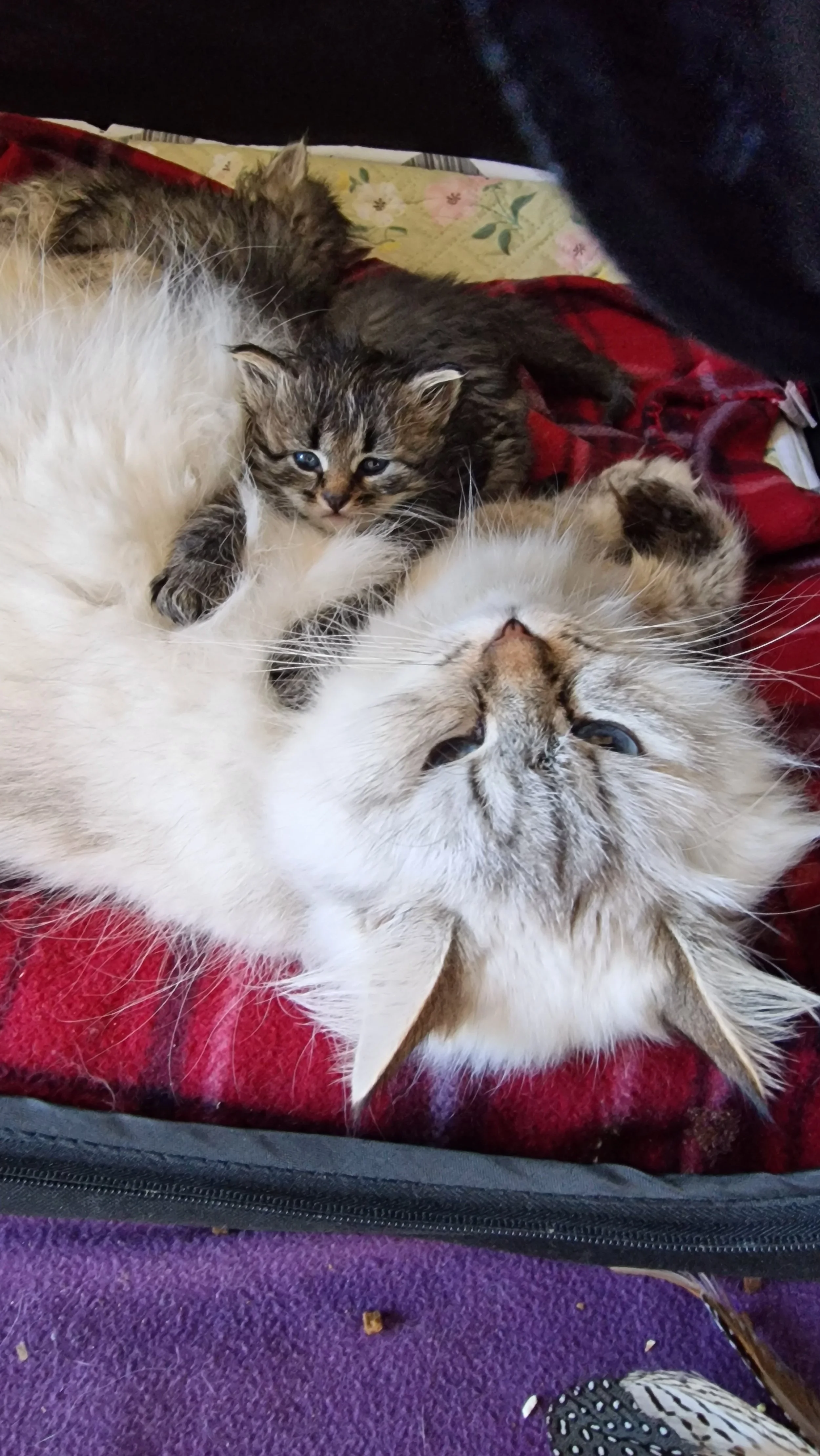 A white and brown cat lying on a red blanket with two kittens, one gray and black and the other mostly gray with some white, resting on it.