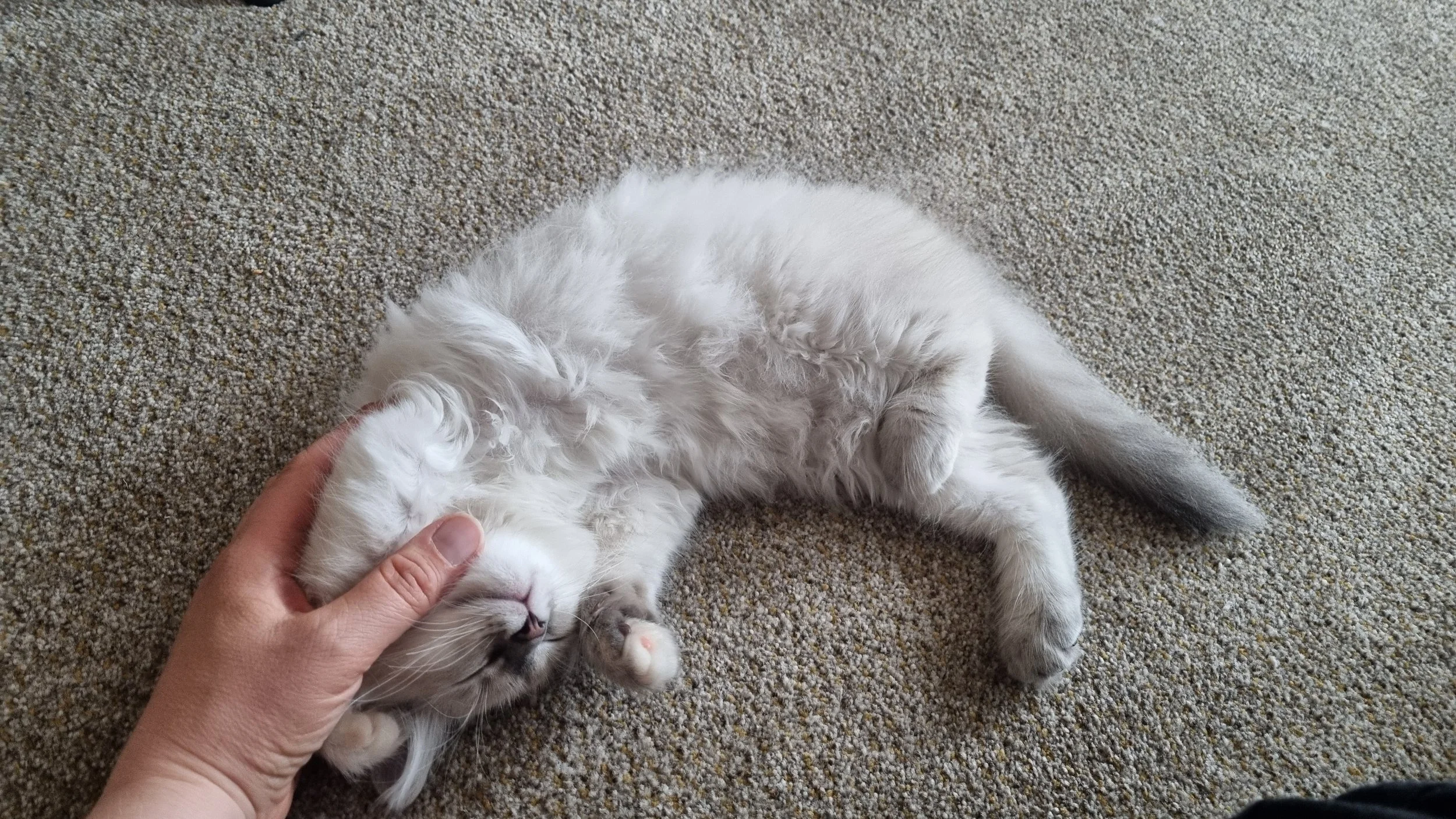 A white fluffy kitten lying on its back on a textured beige carpet, being gently petted on the head by a person's hand.