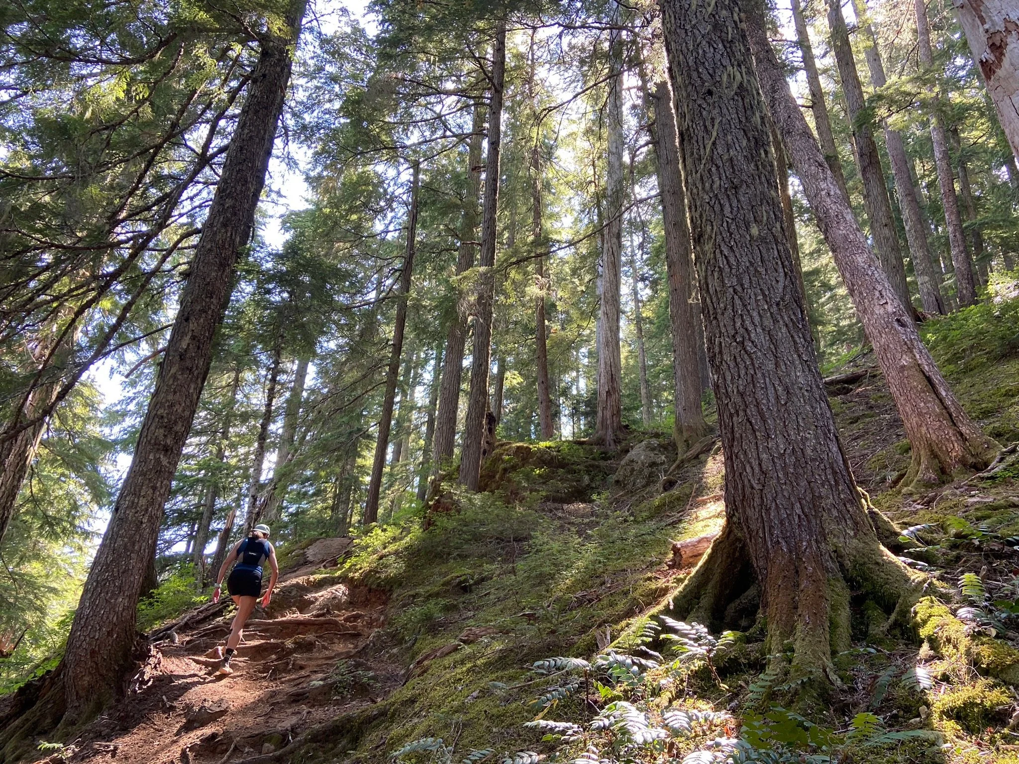 A person hiking up a forest trail in tall trees with sunlight filtering through the canopy.