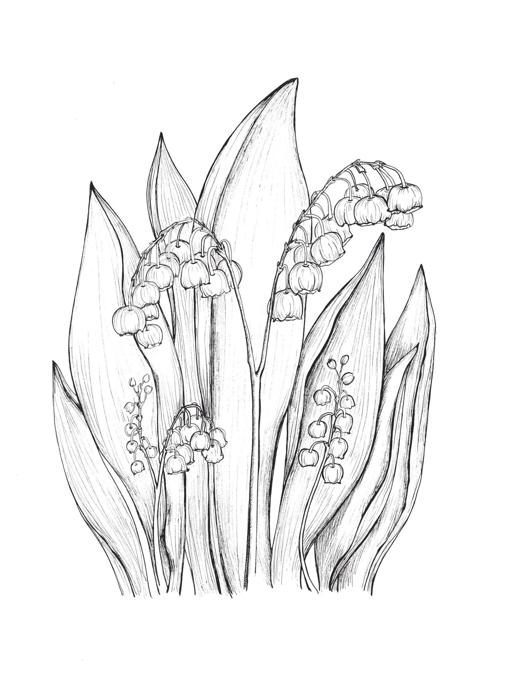 May Lily of the Valley