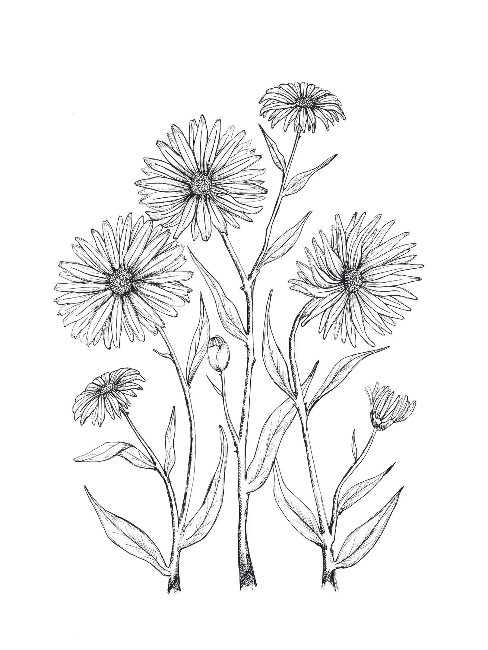 September Aster