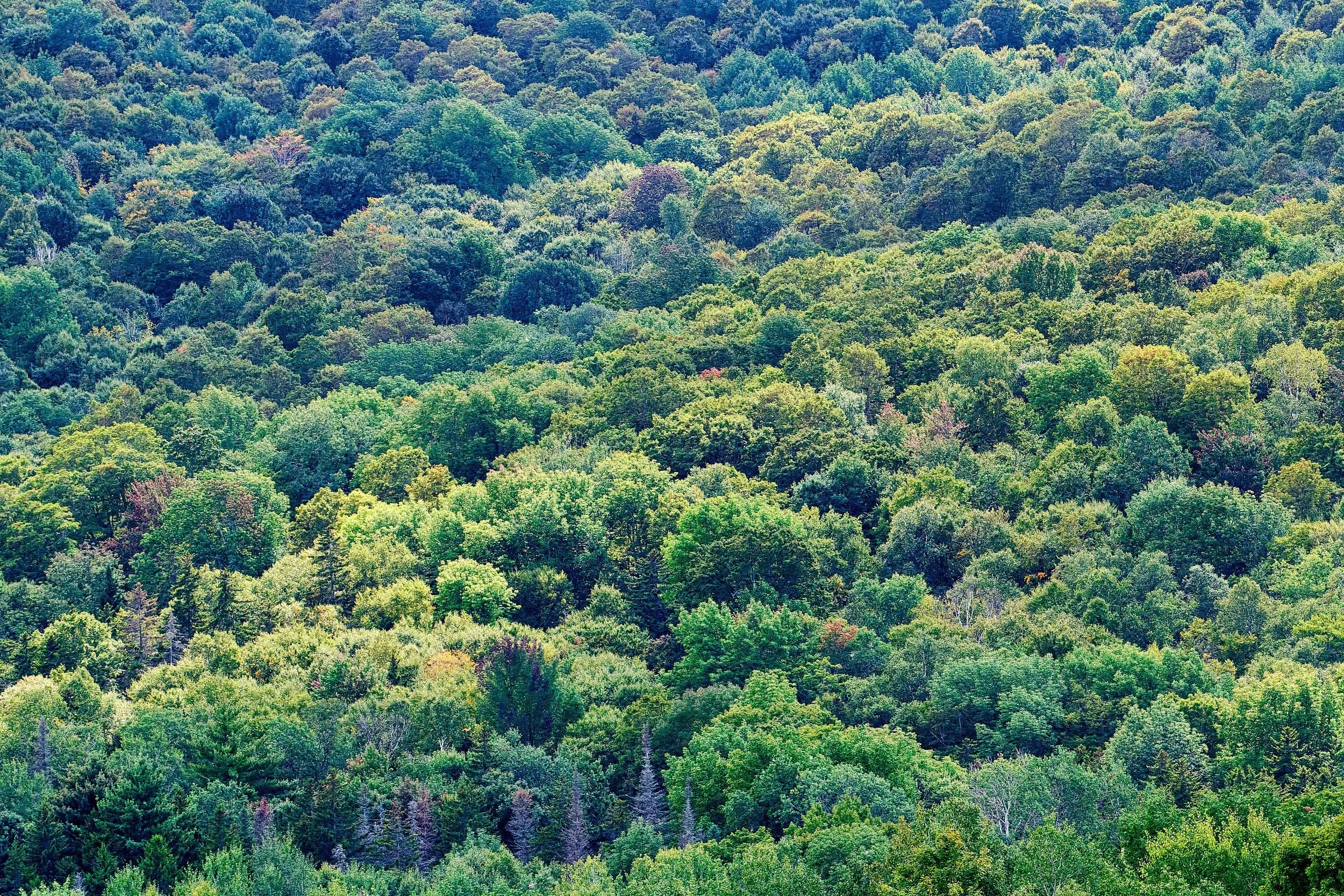 Aerial view of a dense forest with trees in shades of green, with hints of purple and brown, covering rolling hills.