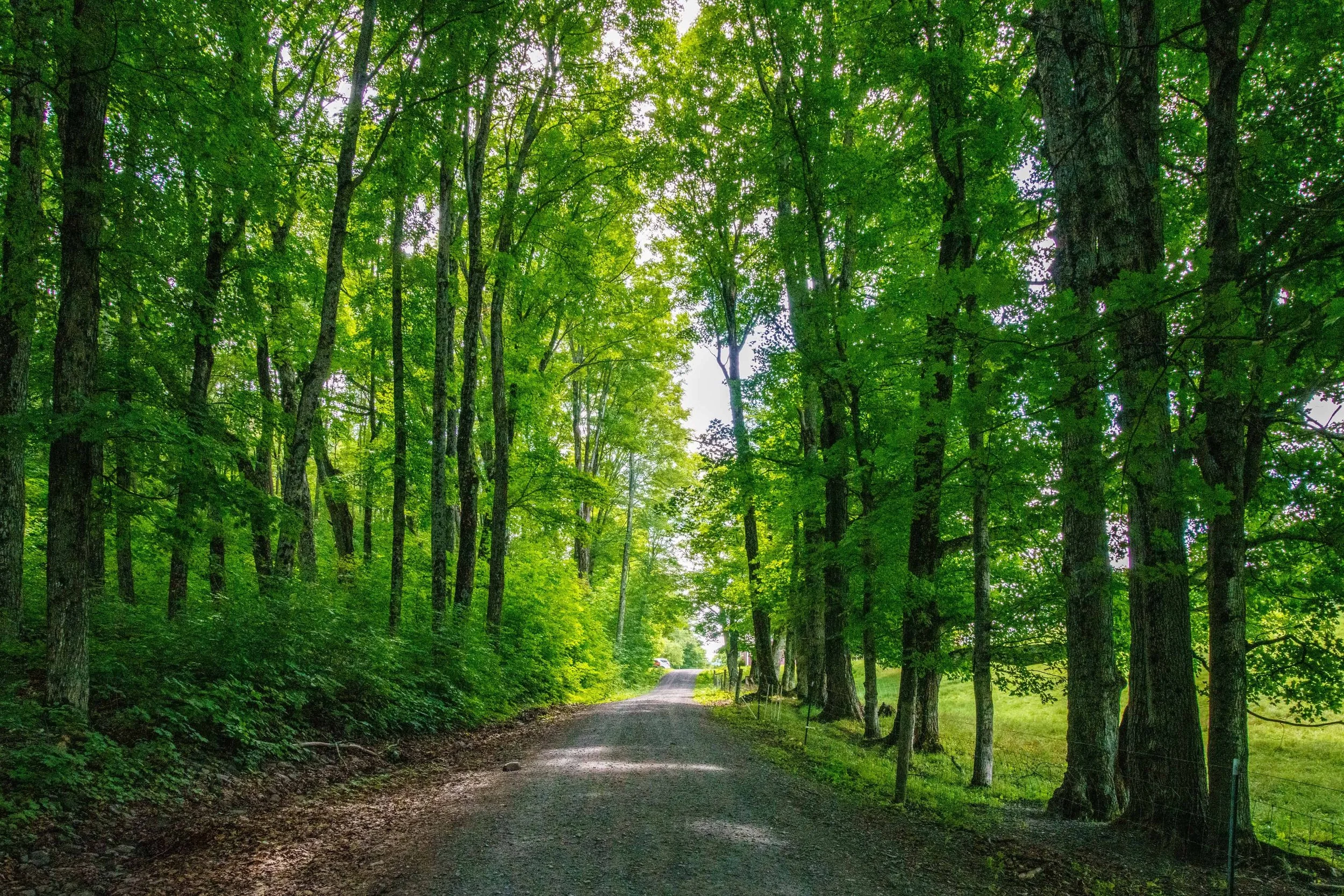 A dirt forest trail surrounded by tall green trees with dense foliage, sunlight filtering through the leaves.