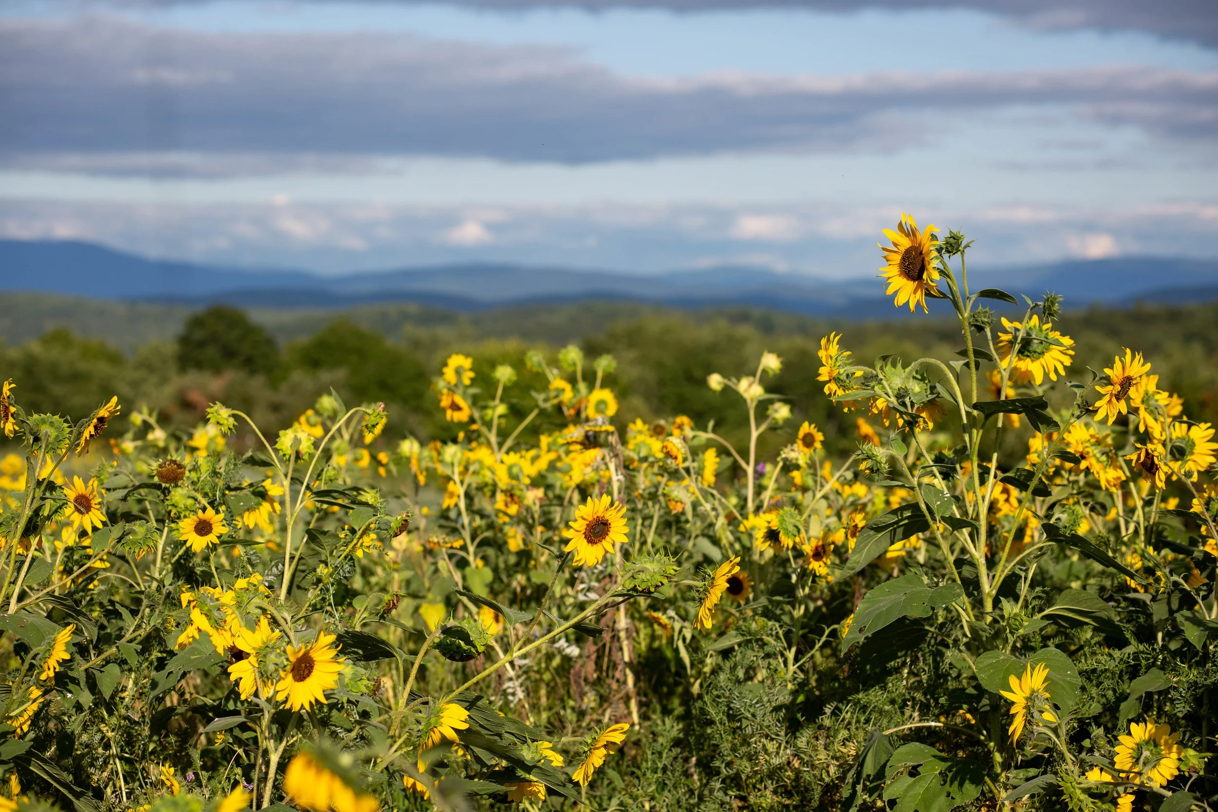 Vermont Homeschool Curriculum Reviews