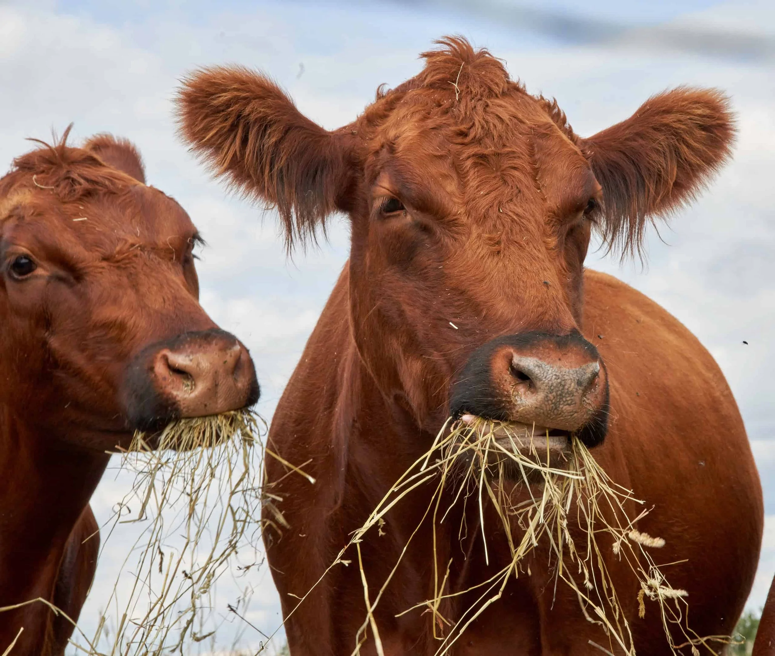 Close-up of two brown cows with hay in their mouths against a cloudy sky.