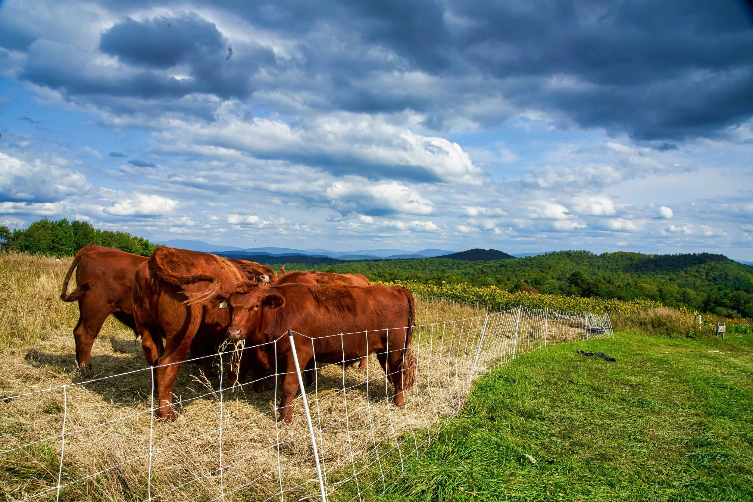 Brown cows standing near a white wire fence in a lush green field with trees, rolling hills, and a partly cloudy sky in the background.