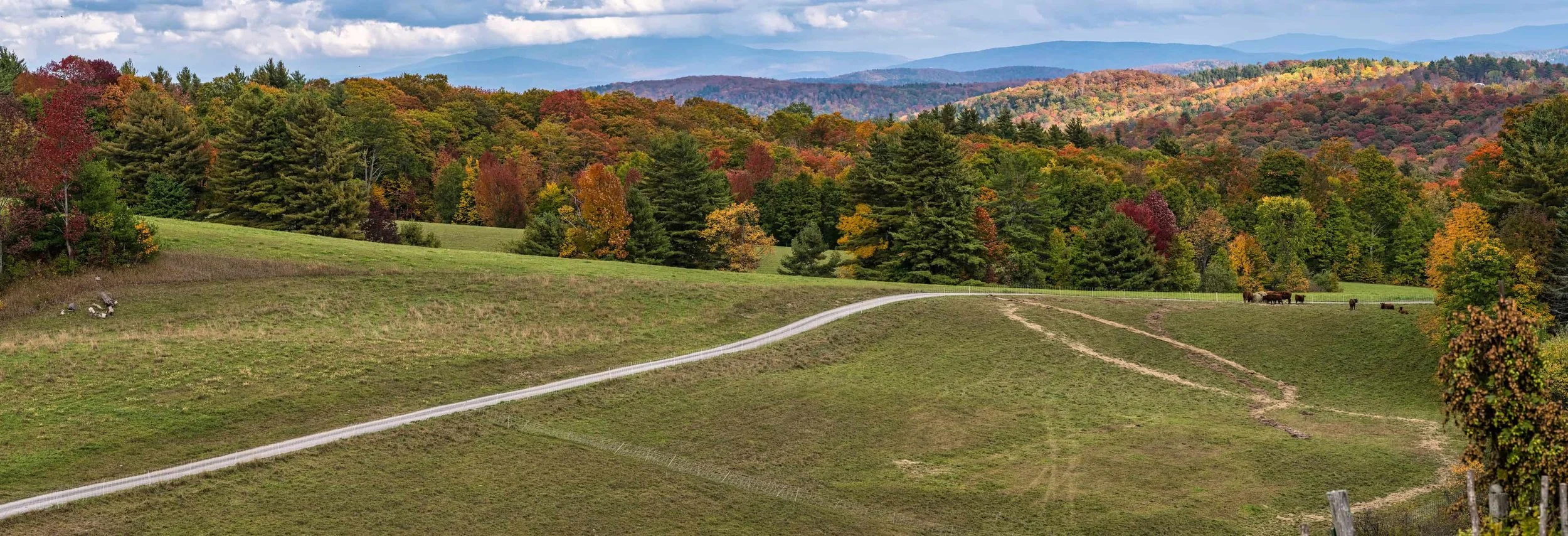 Scenic landscape of rolling green hills with a winding gravel road, surrounded by a dense forest of colorful fall trees, with a few cows grazing by a fence.