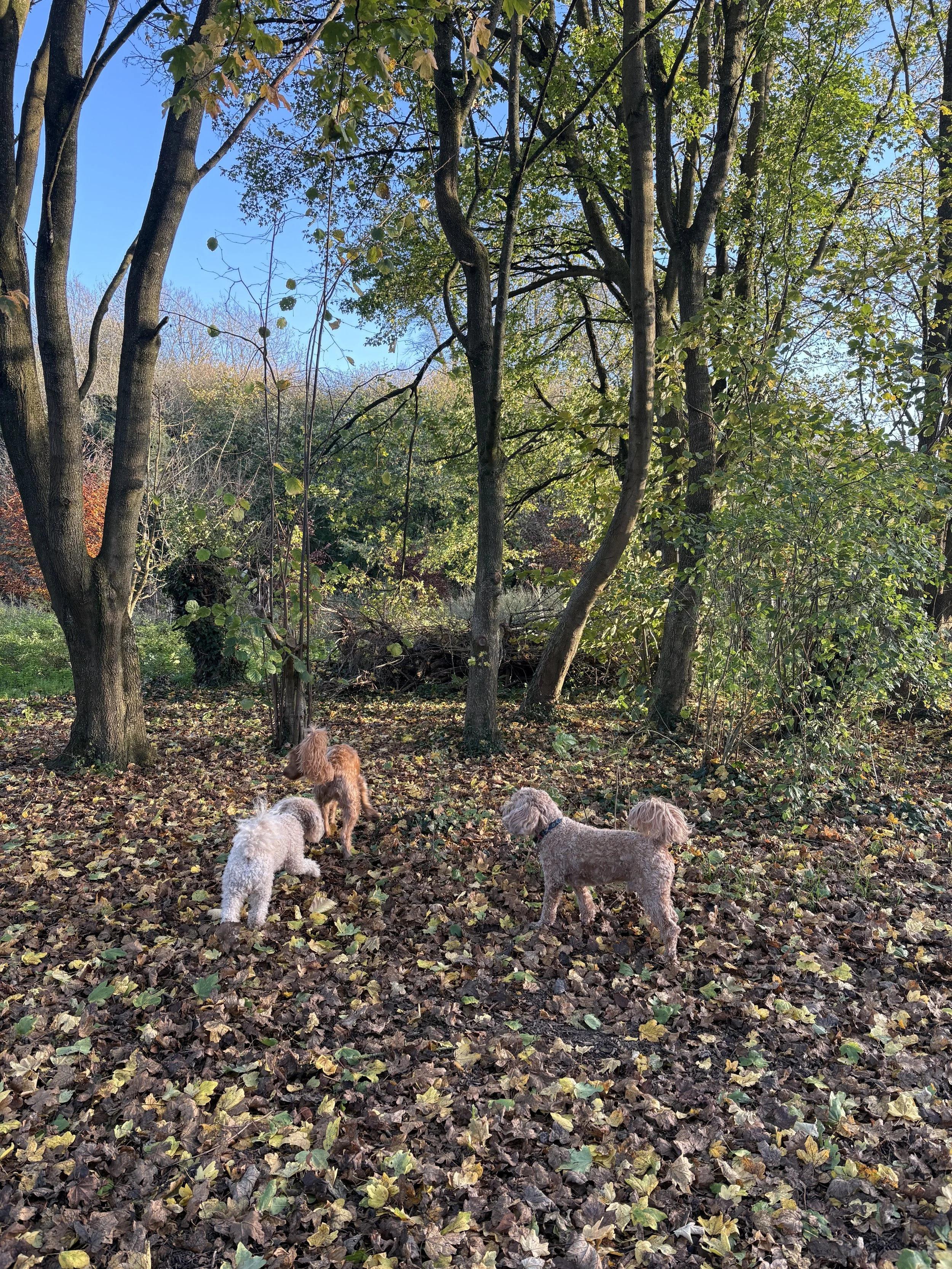 30 minute group walk