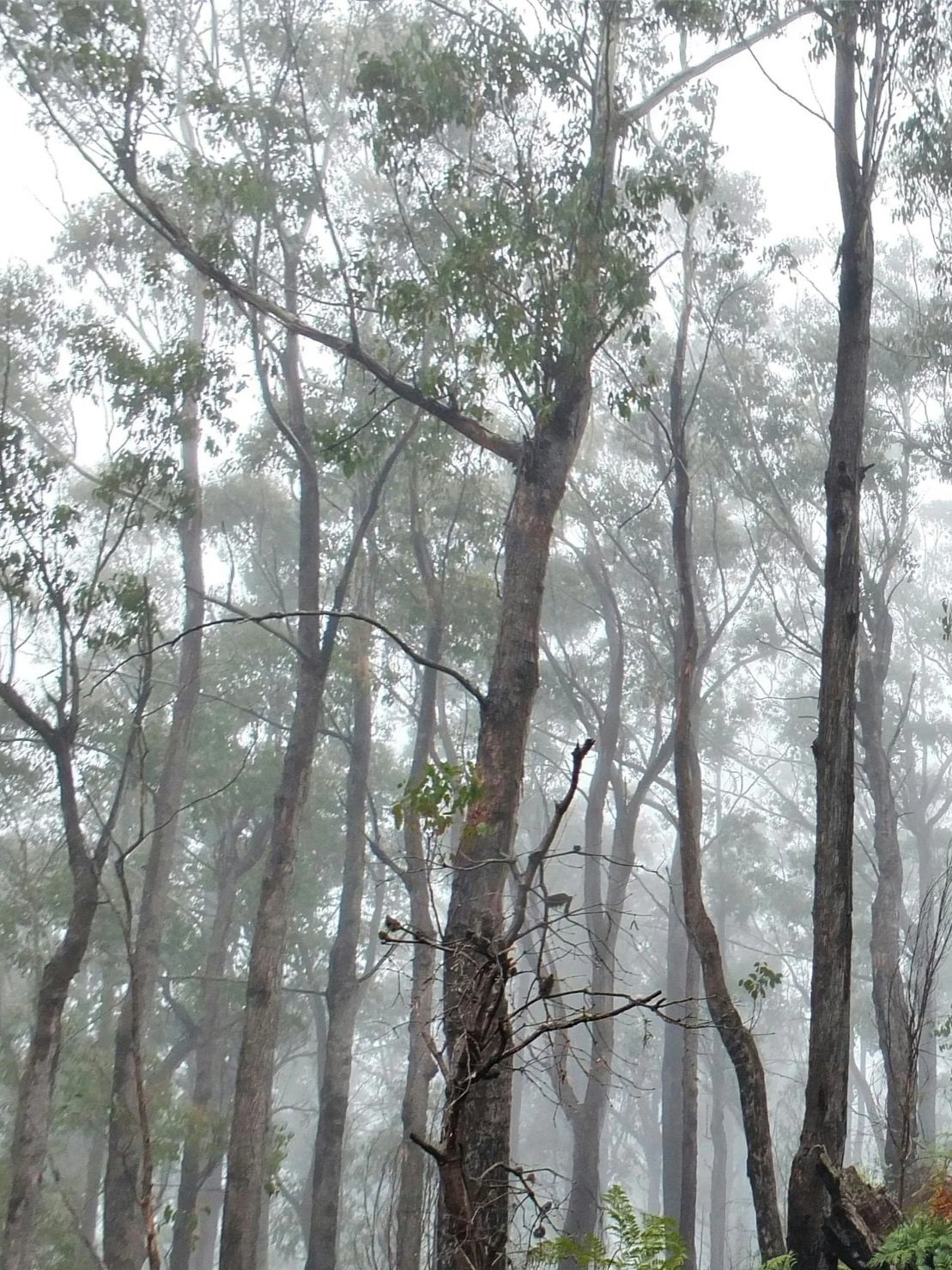 A foggy forest with tall trees and sparse green leaves.