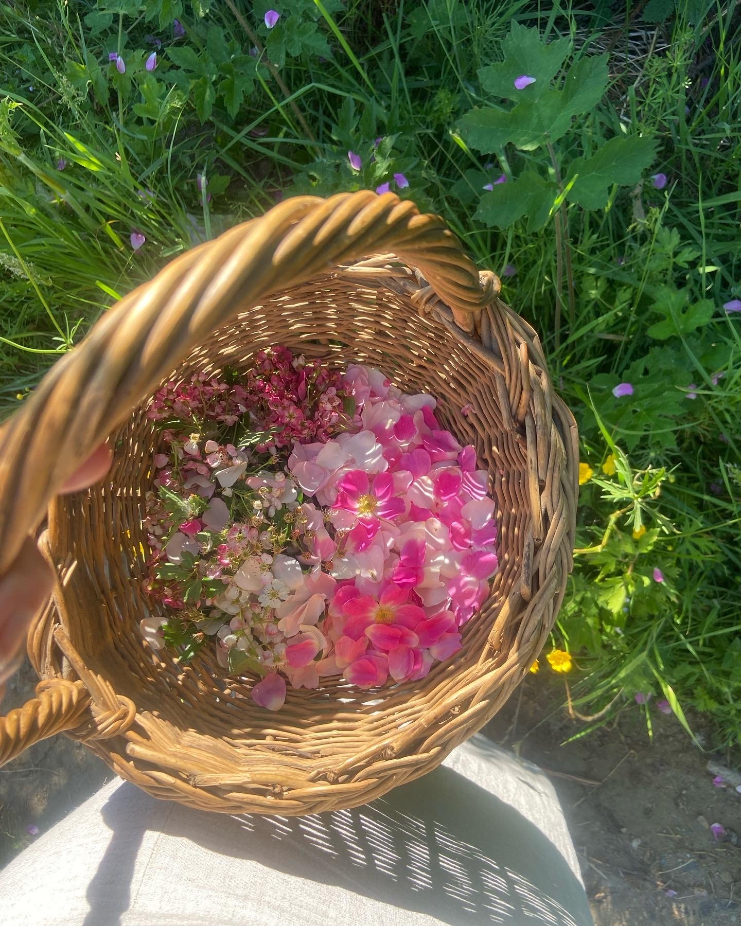 A wicker basket filled with pink and white flowers, held above green grass and purple flowers outdoors in sunlight.
