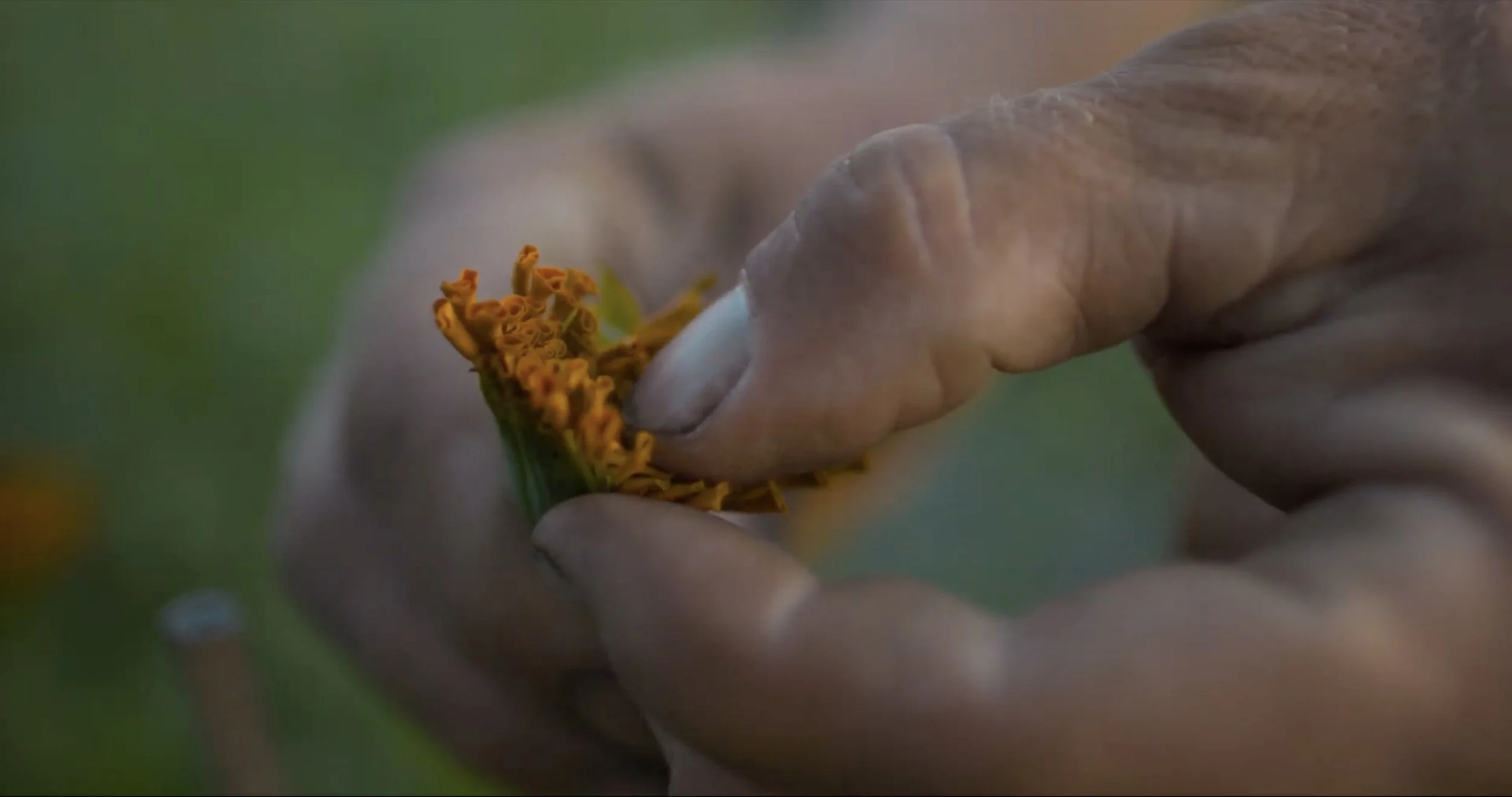Shane at golden hour picking in garden close series 1.jpg