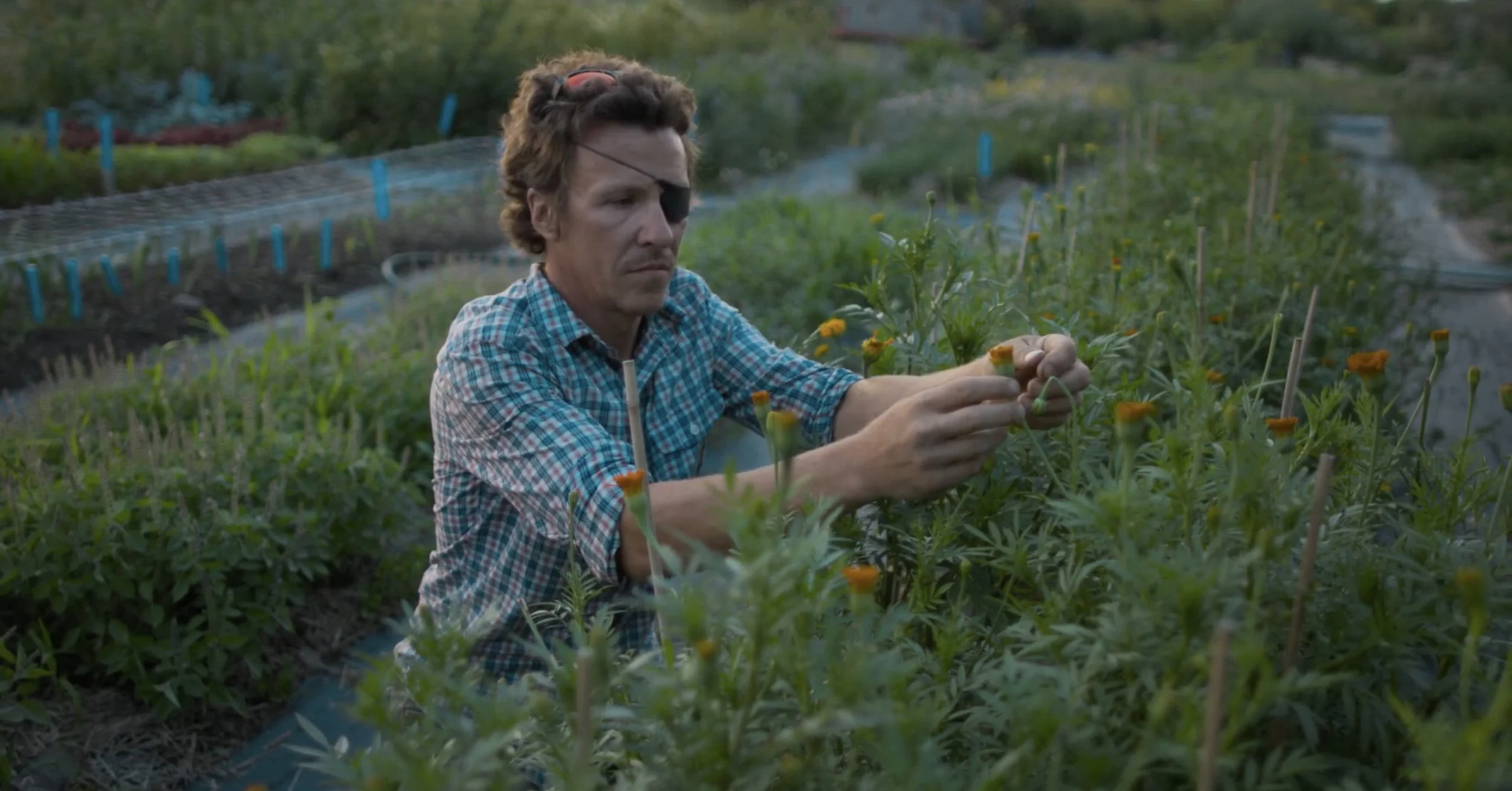Shane at golden hour picking in garden wide.jpg