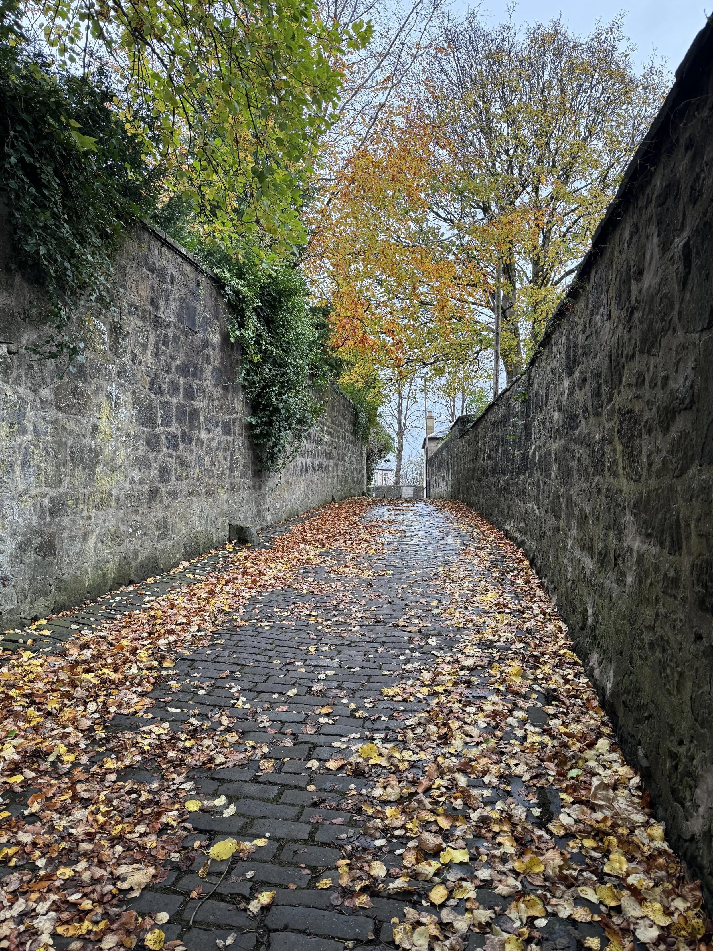 A cobblestone path sprinkled with fall leaves travels through tall stone walls, which are intermittently blanketed with ivy and transcended by trees in their colorful autumn splendor.