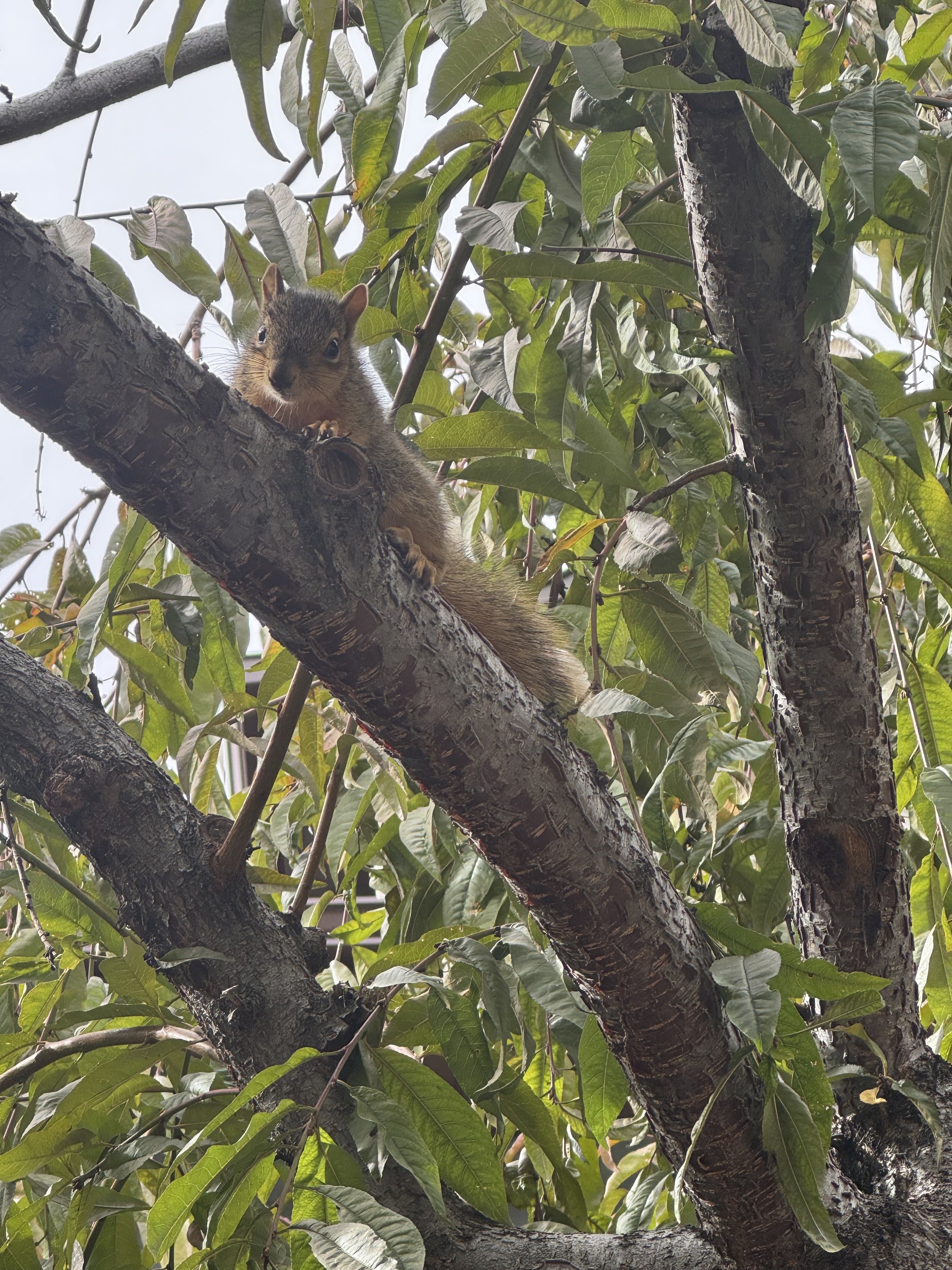 A squirrel perches on a branch in a peach tree, curiously greeting passerby.
