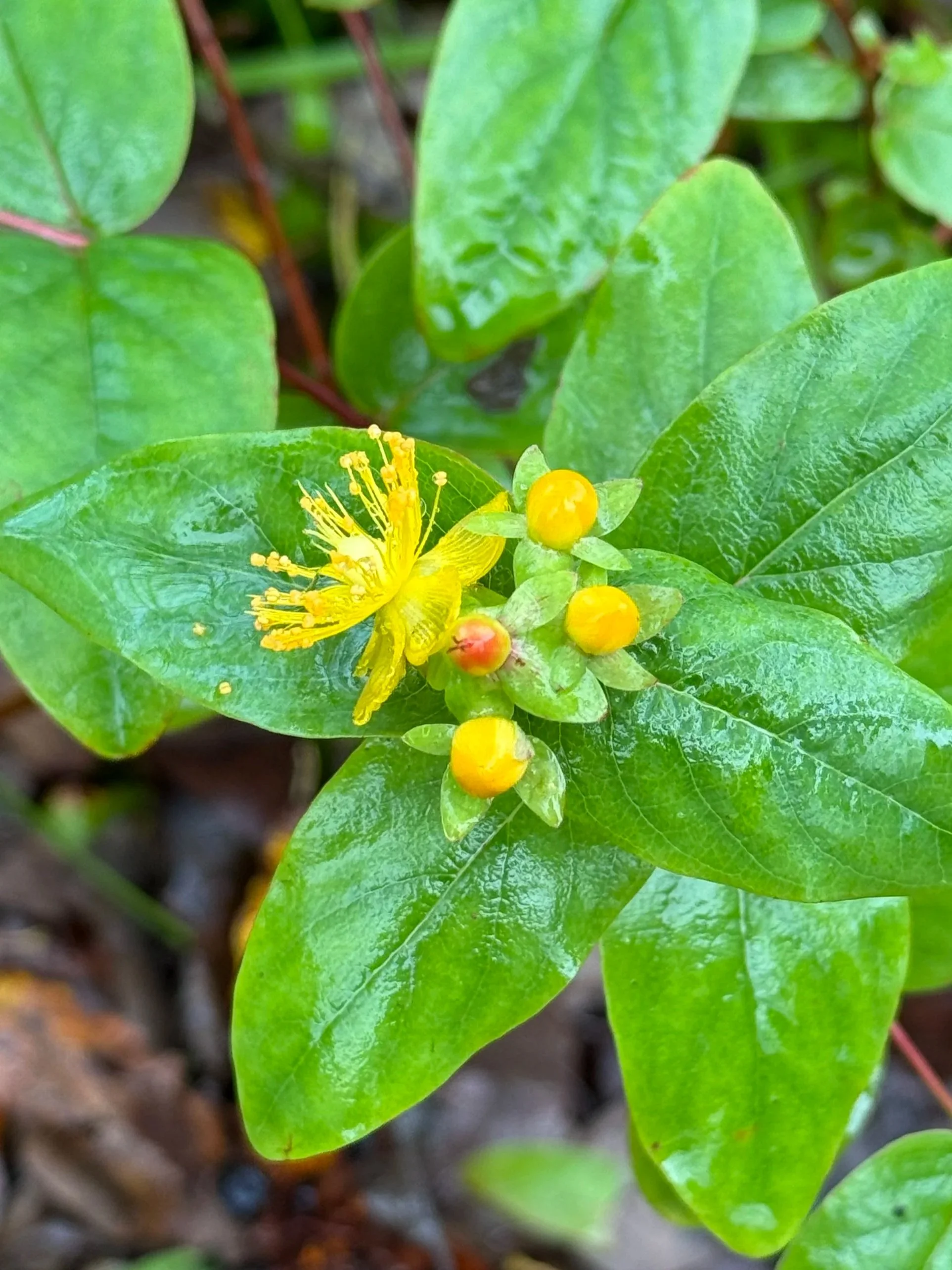 Close-up of a yellow flower with multiple yellow buds and green leaves.