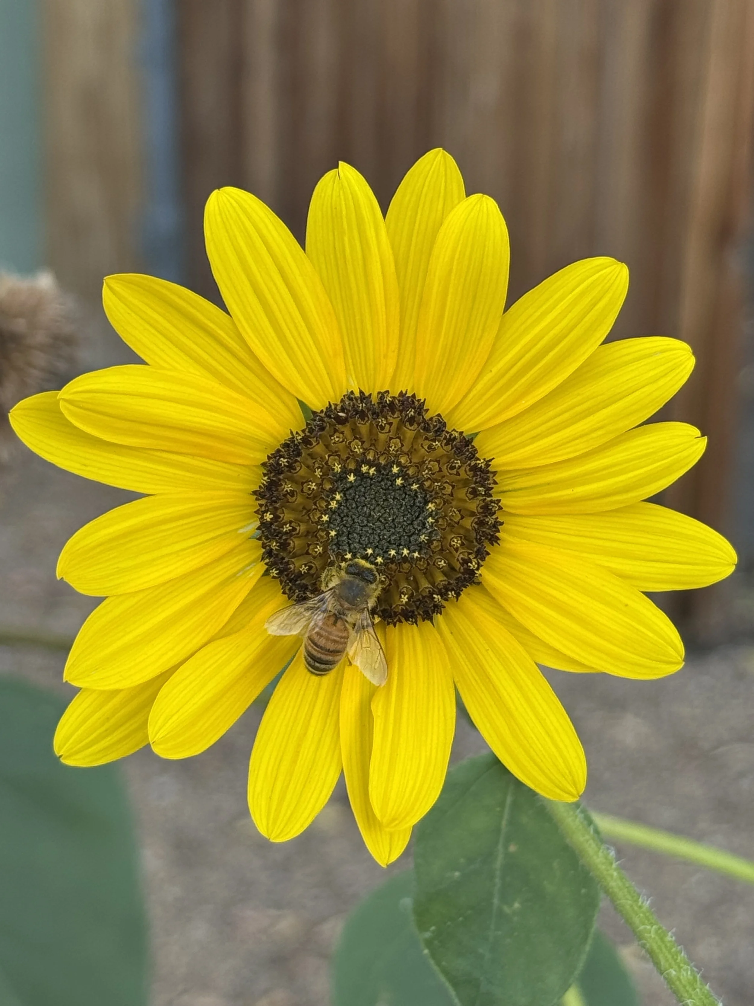 Close-up of a yellow sunflower with a honeybee collecting nectar on the flower's center.