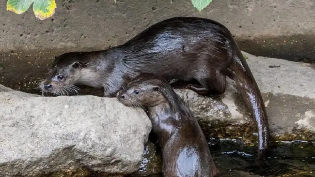 otters - river kent - cumbria