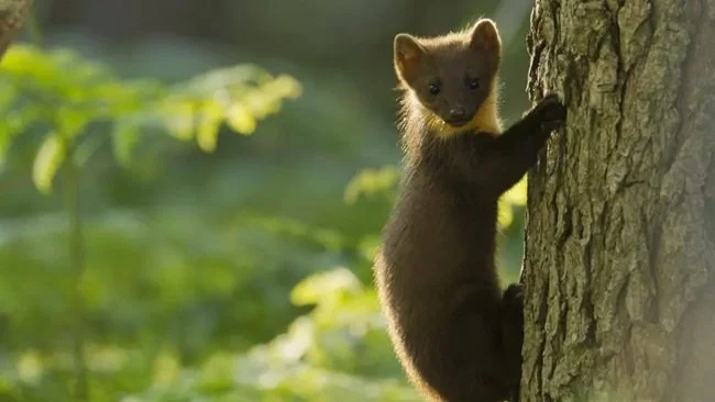 Pine martens - Lake District - 