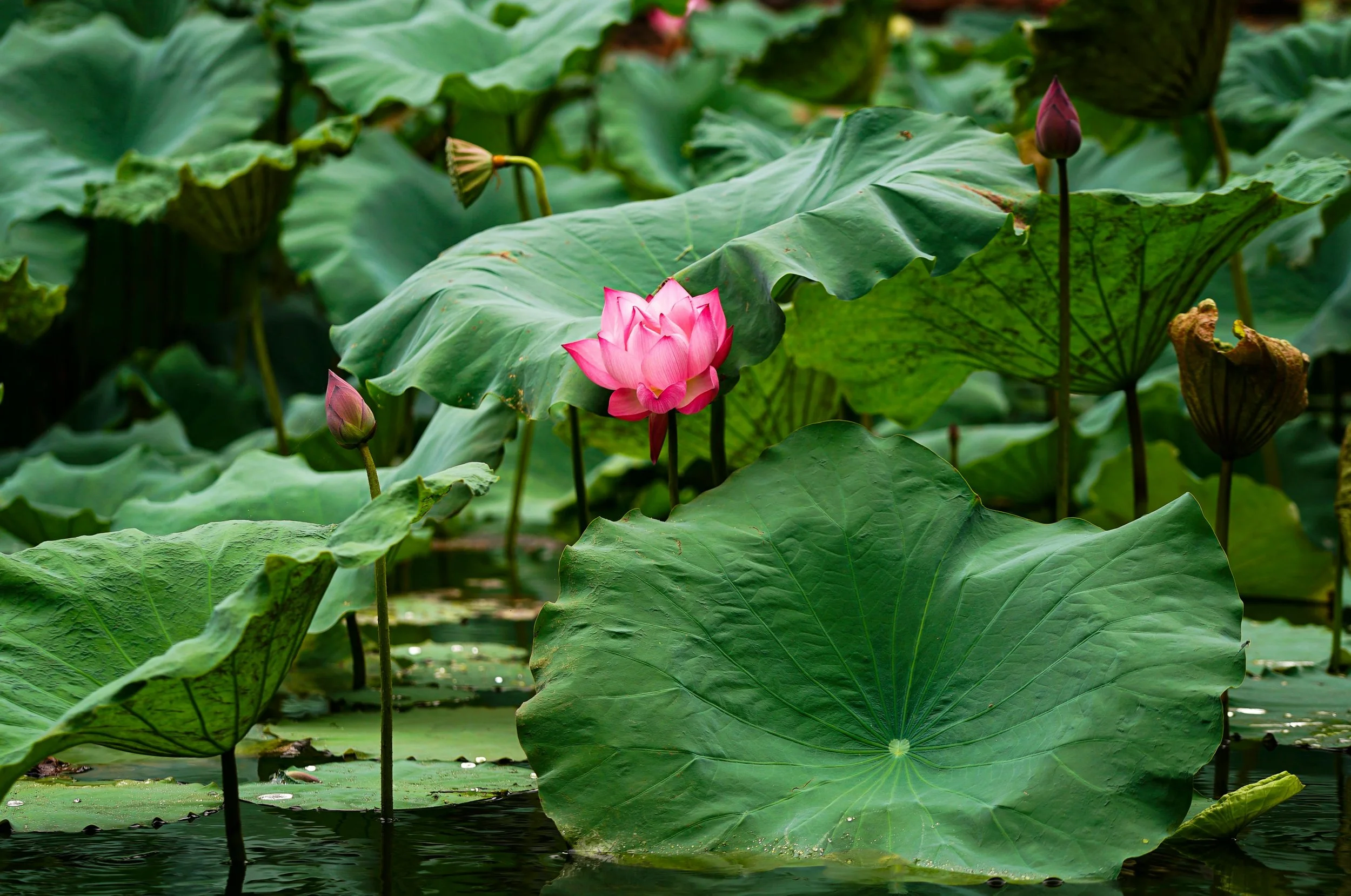 Pink lotus flower in bloom surrounded by large green lotus leaves and some unopened buds on water.