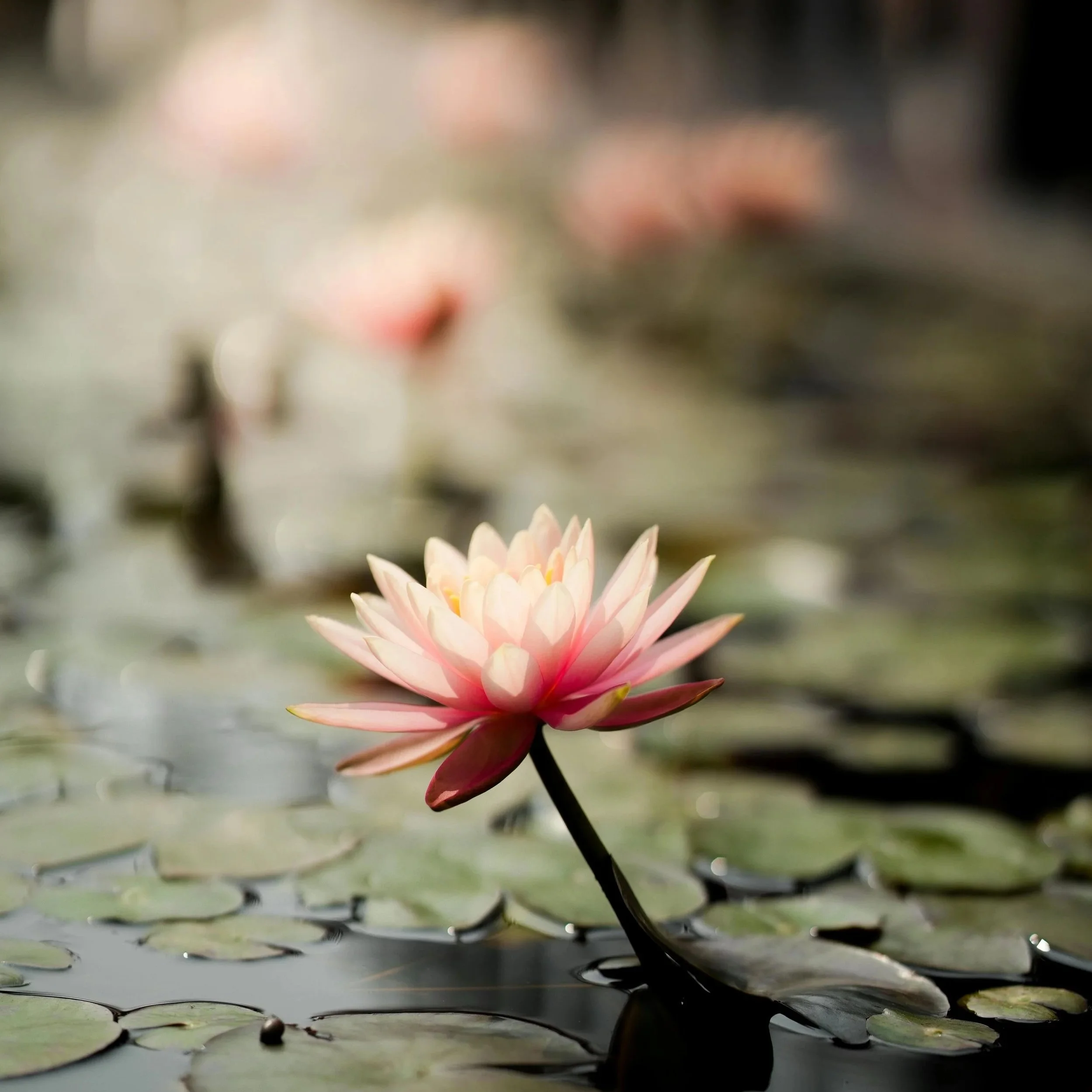 A pink water lily flower floating on a pond with green lily pads around it.