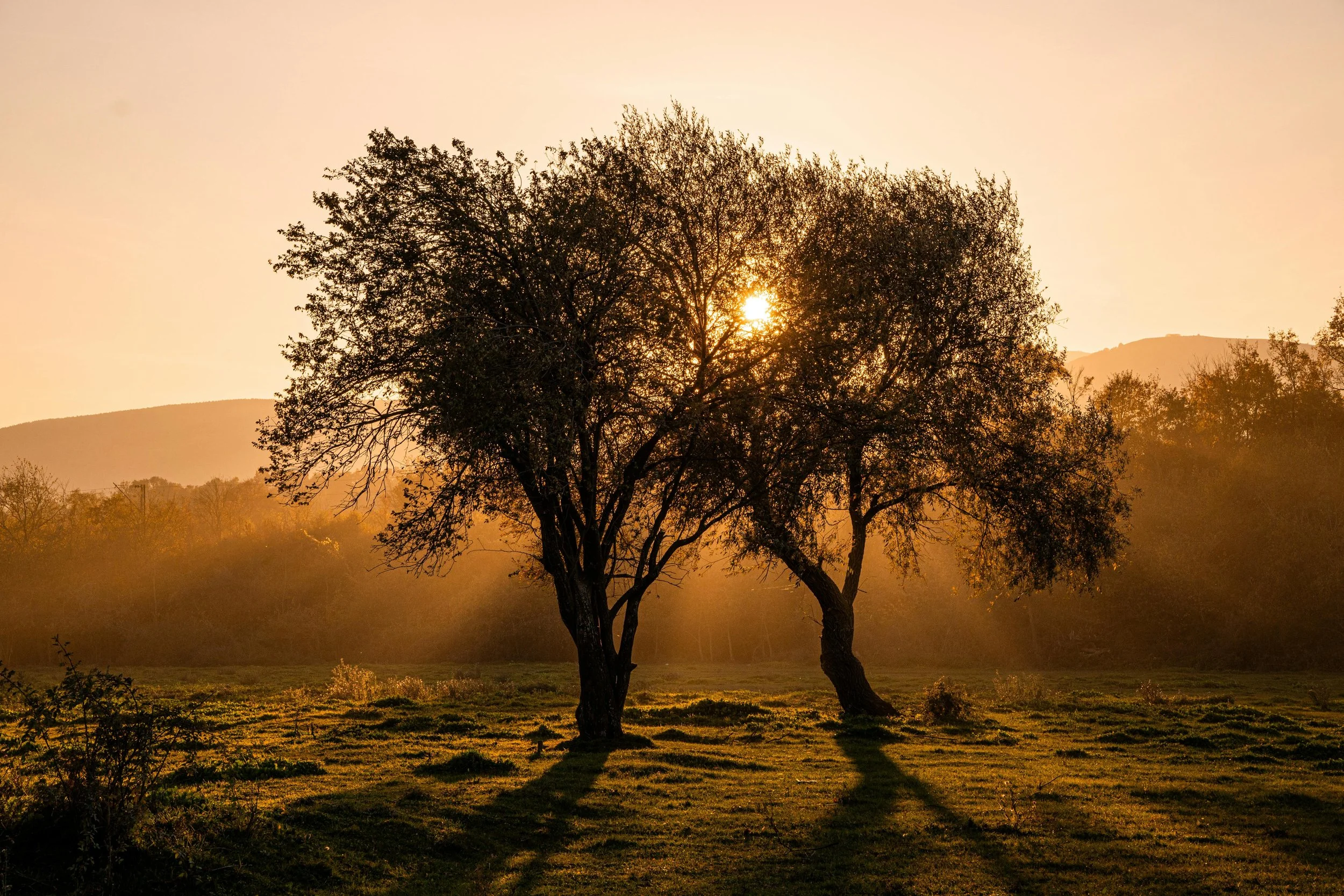 Sunset over trees in a field with mountains in the background.