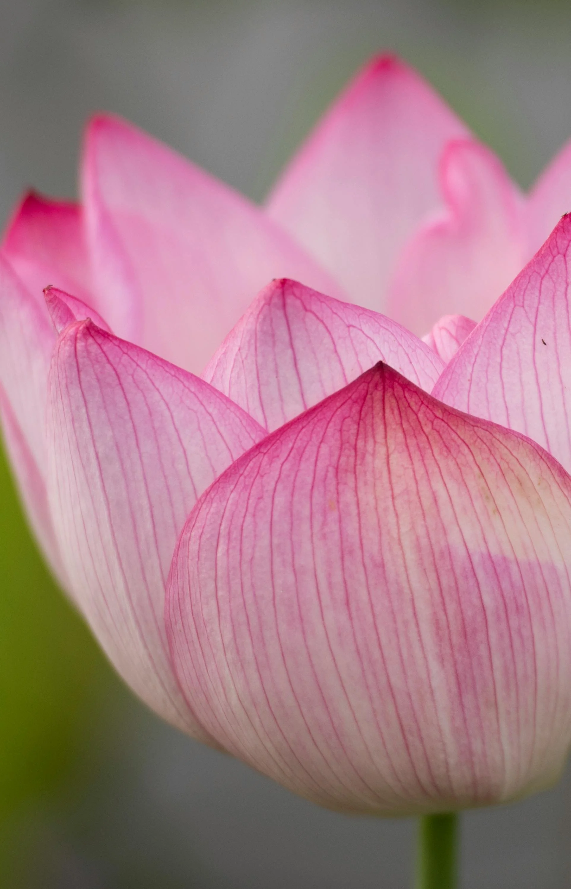 Close-up of a pink lotus flower with detailed petals and a blurred green background.