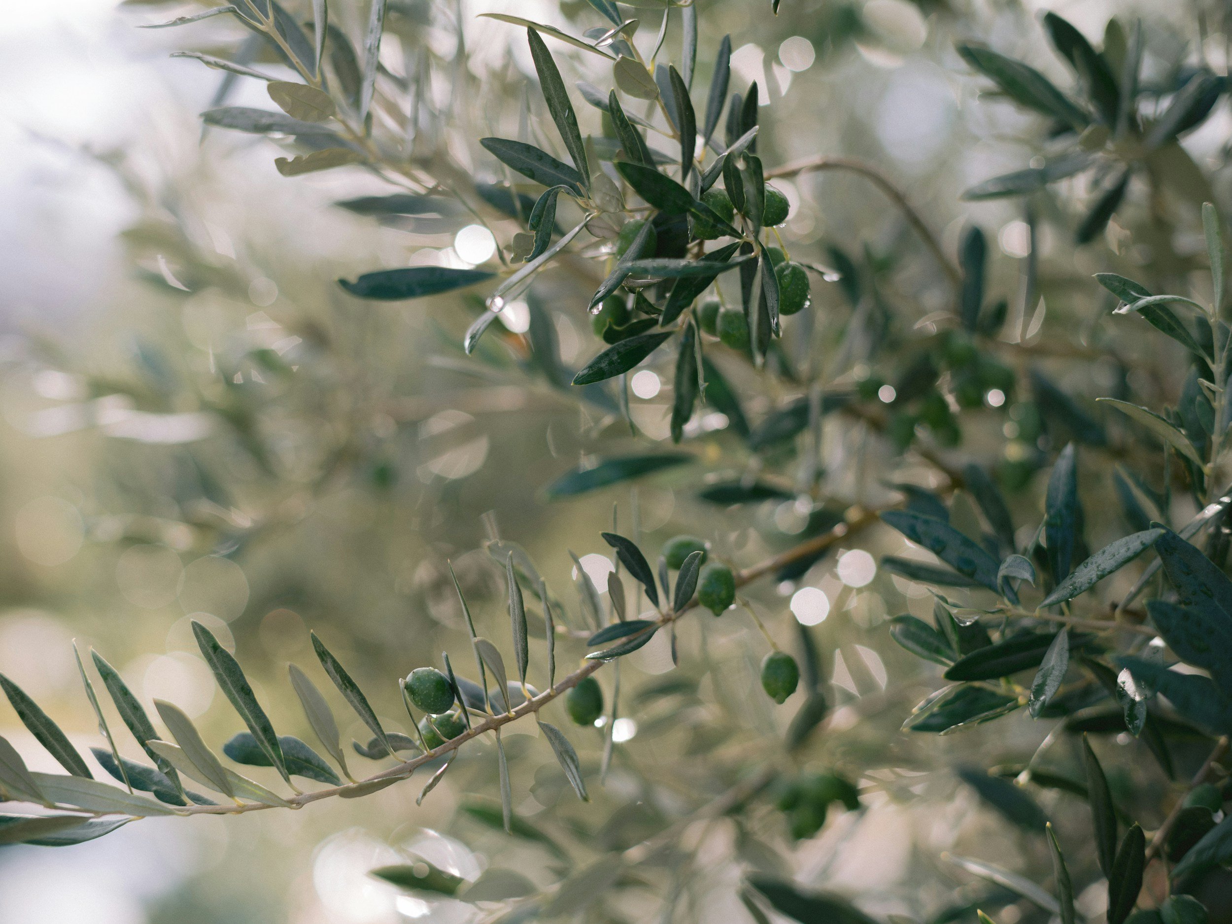 Close-up of olive tree branches with small green olives and elongated dark green leaves, with sunlight filtering through.