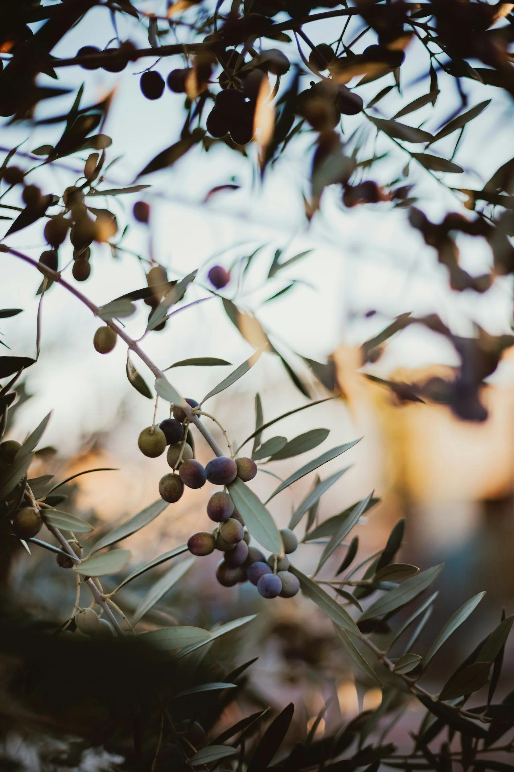 Close-up of an olive tree branch with ripening olives and long, narrow leaves against a blurred background.