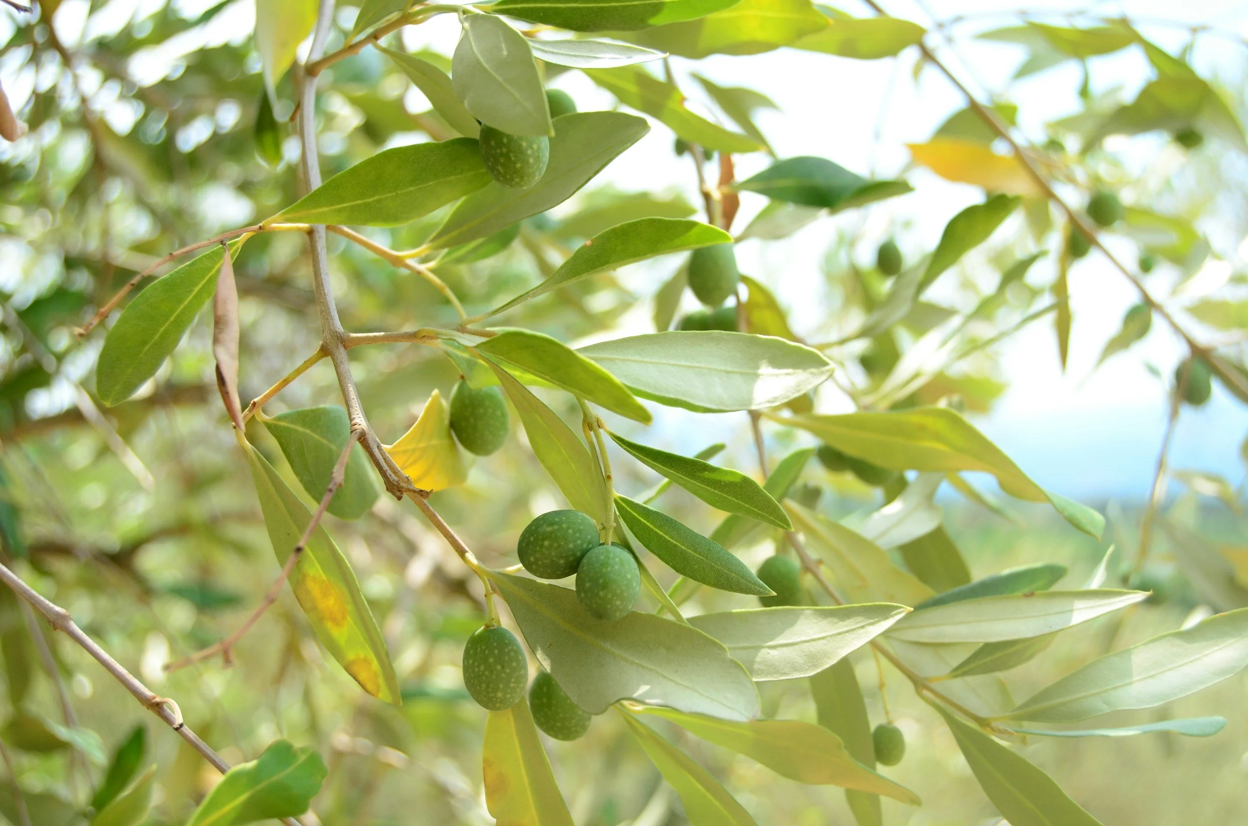 Green olives growing on a tree branch among green leaves with bright sunlight.