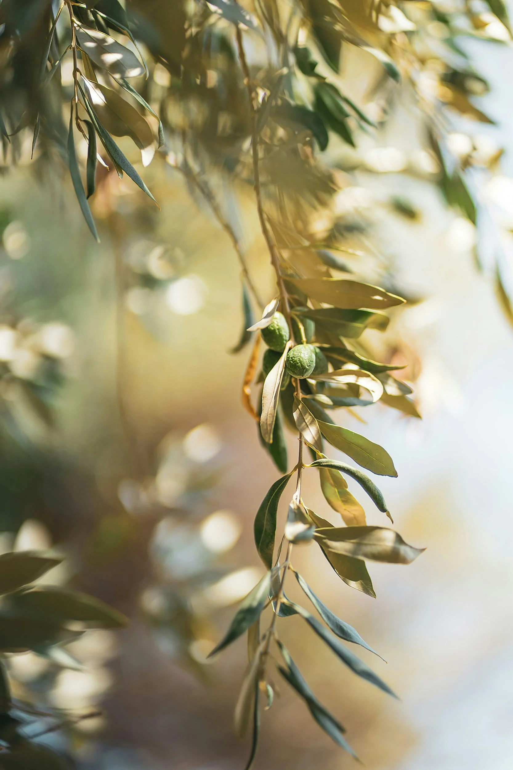 Close-up of olive tree branch with green olives and elongated leaves, sunlight filtering through.