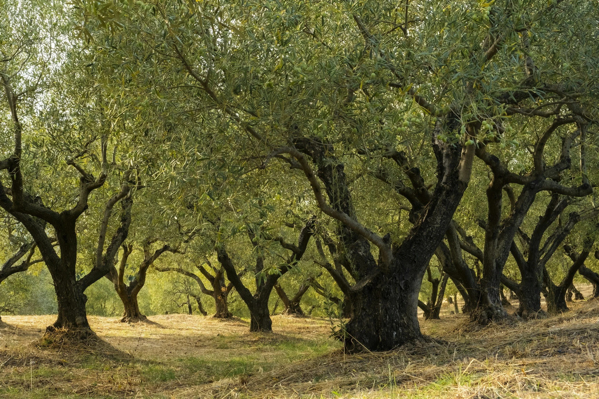 Olive grove with rows of olive trees with thick, twisting trunks and green foliage. The ground has soft light green and yellow grass.