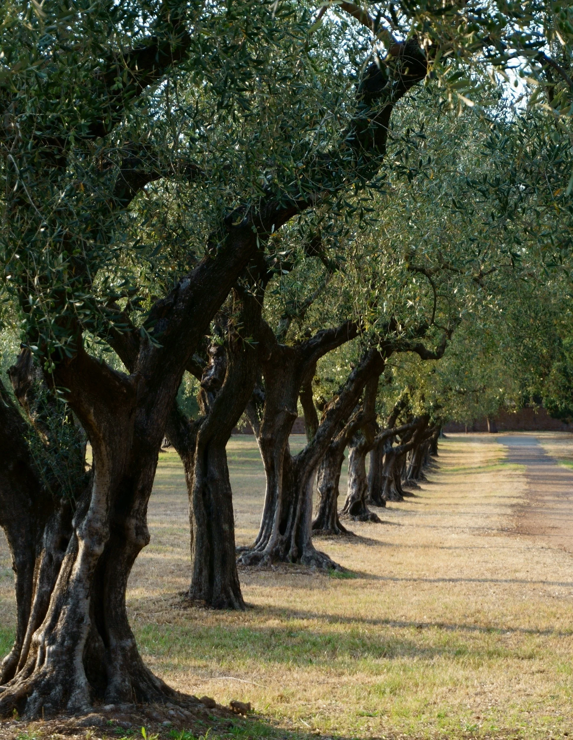 A line of mature olive trees with gnarled trunks and dense foliage in a grove.
