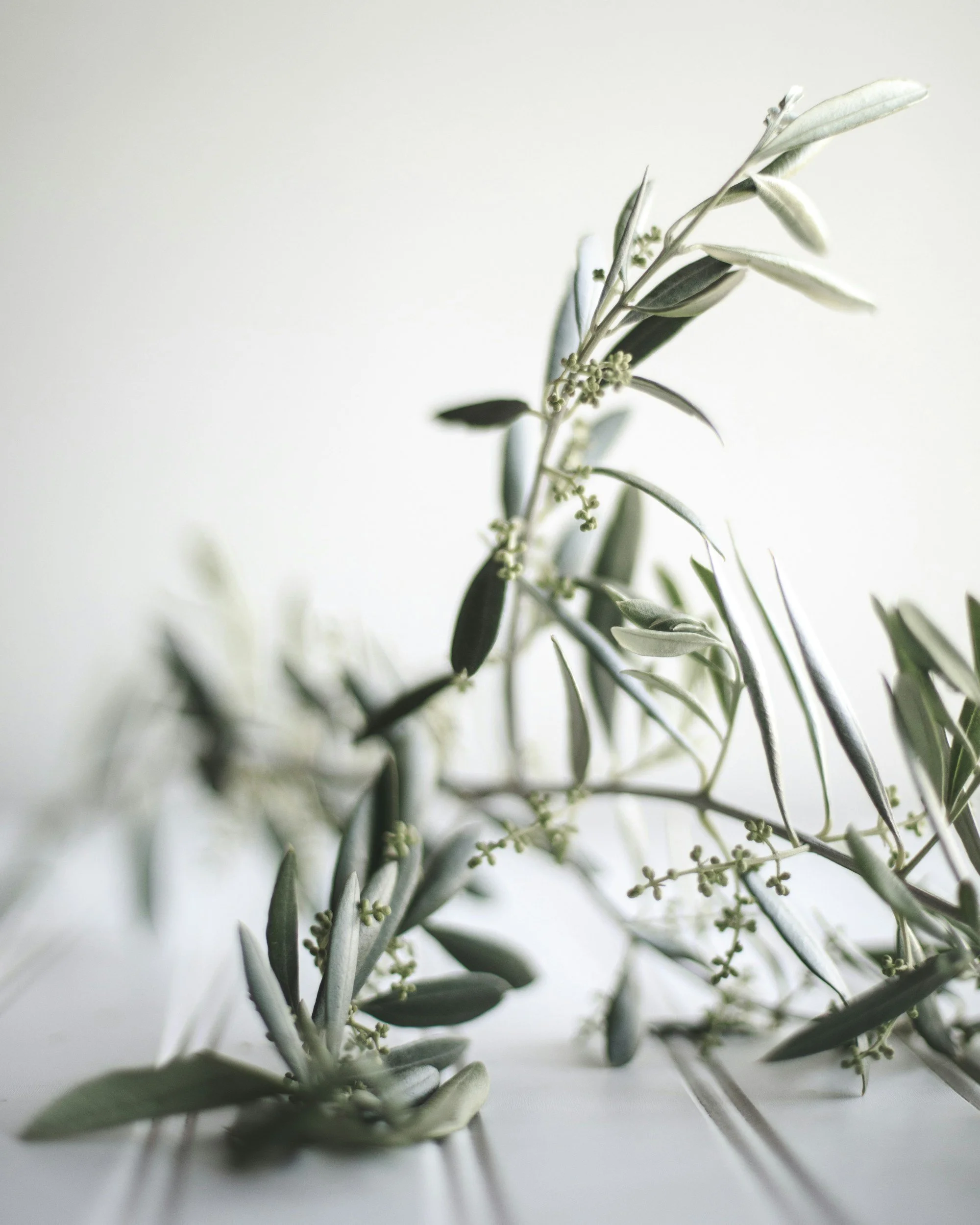 Close-up of gray-green olive branches with narrow leaves and small flower buds against a light background.