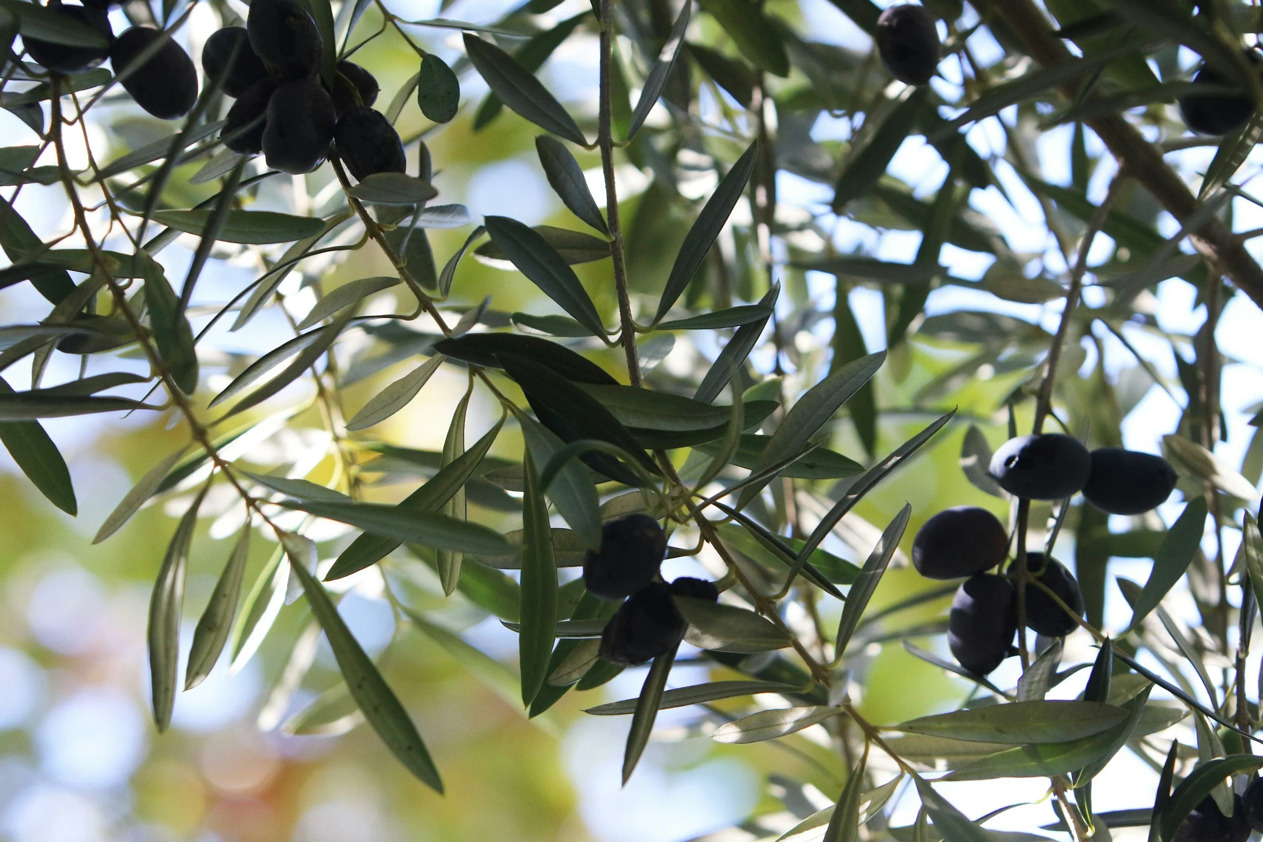 Close-up view of olive tree branches with dark green to black olives and narrow, silvery-green leaves, sunlight filtering through the foliage.