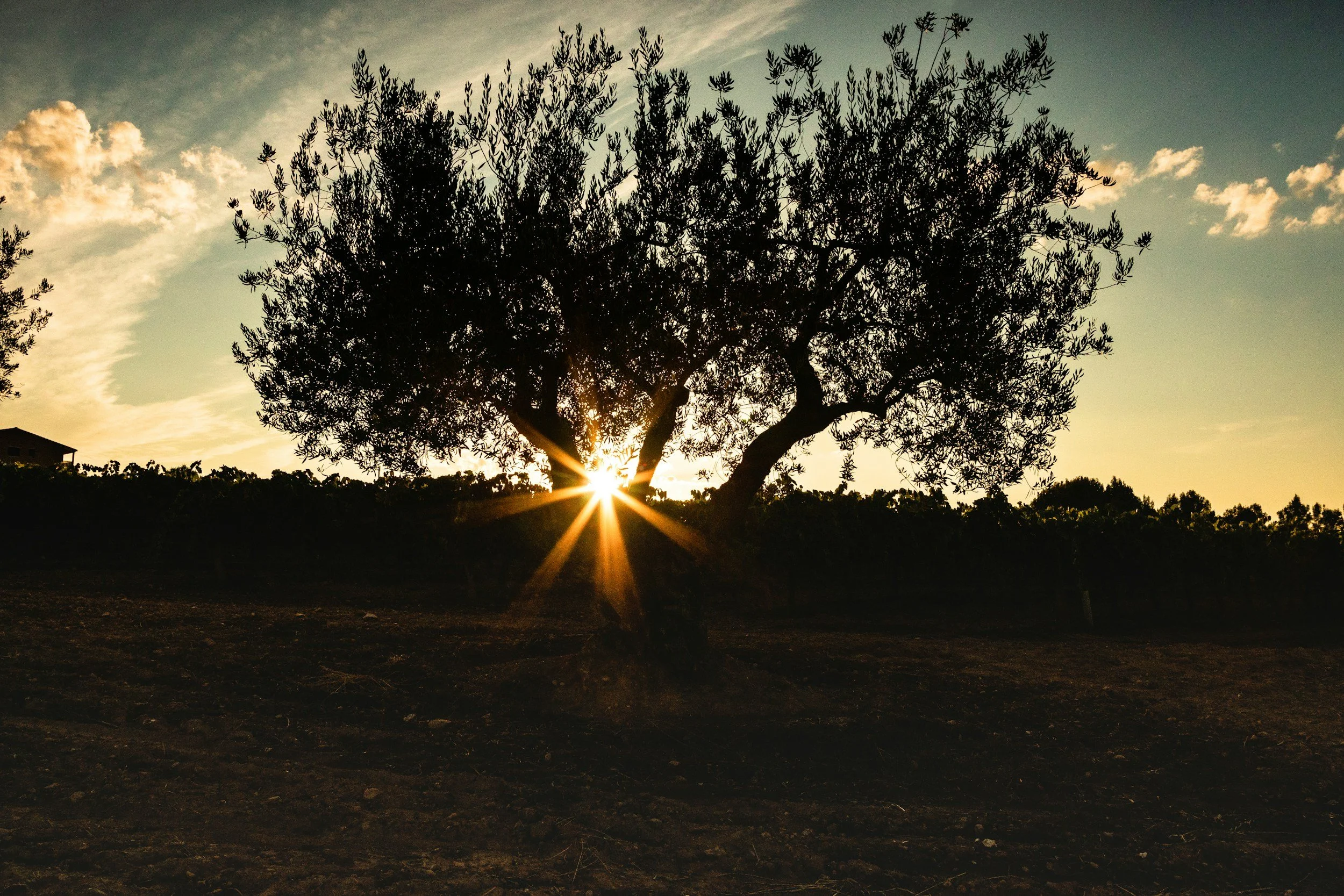 Silhouette of an olive tree at sunset with the sun shining through its branches.