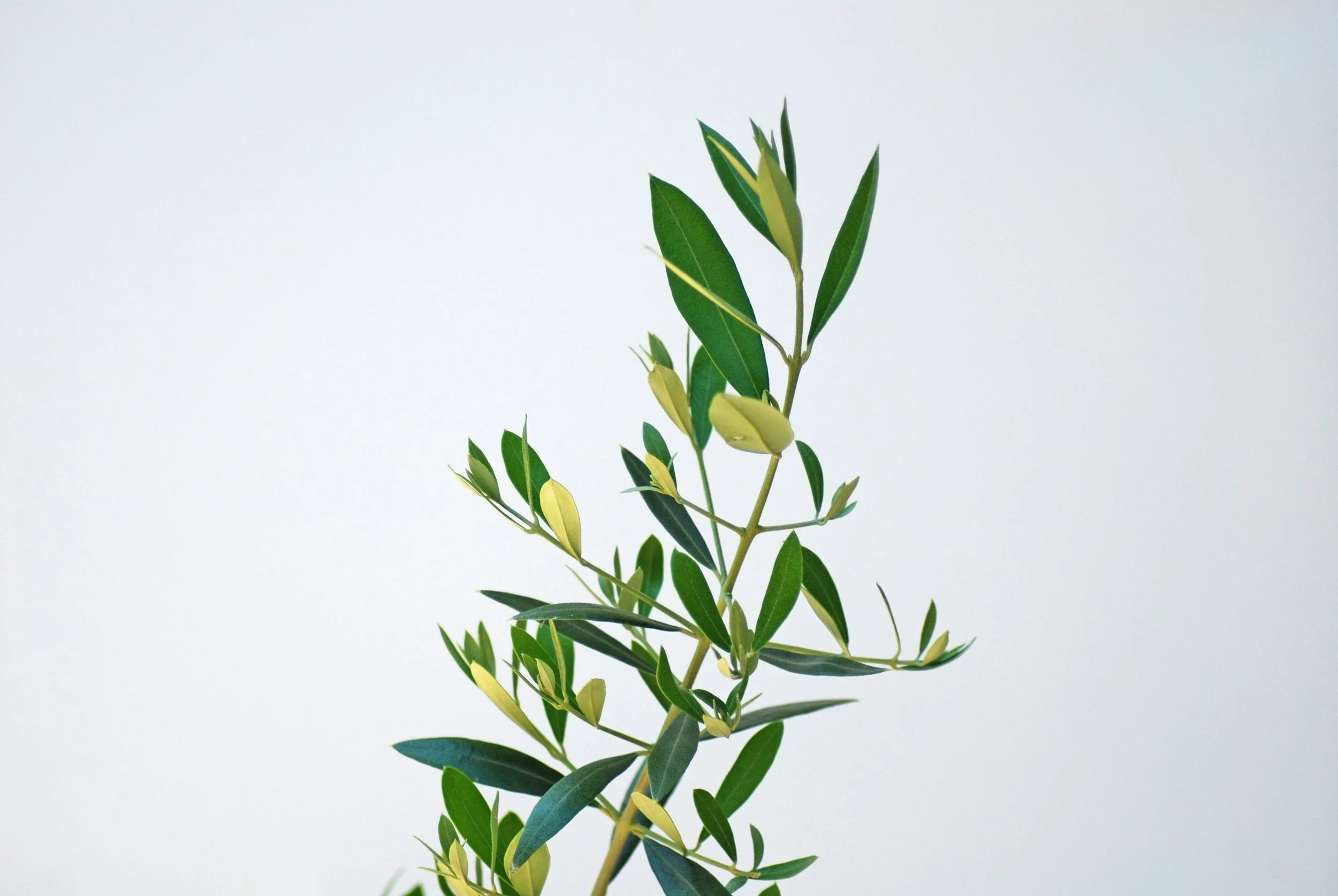 Close-up of an olive branch with green leaves and unripe green olives on a light background.